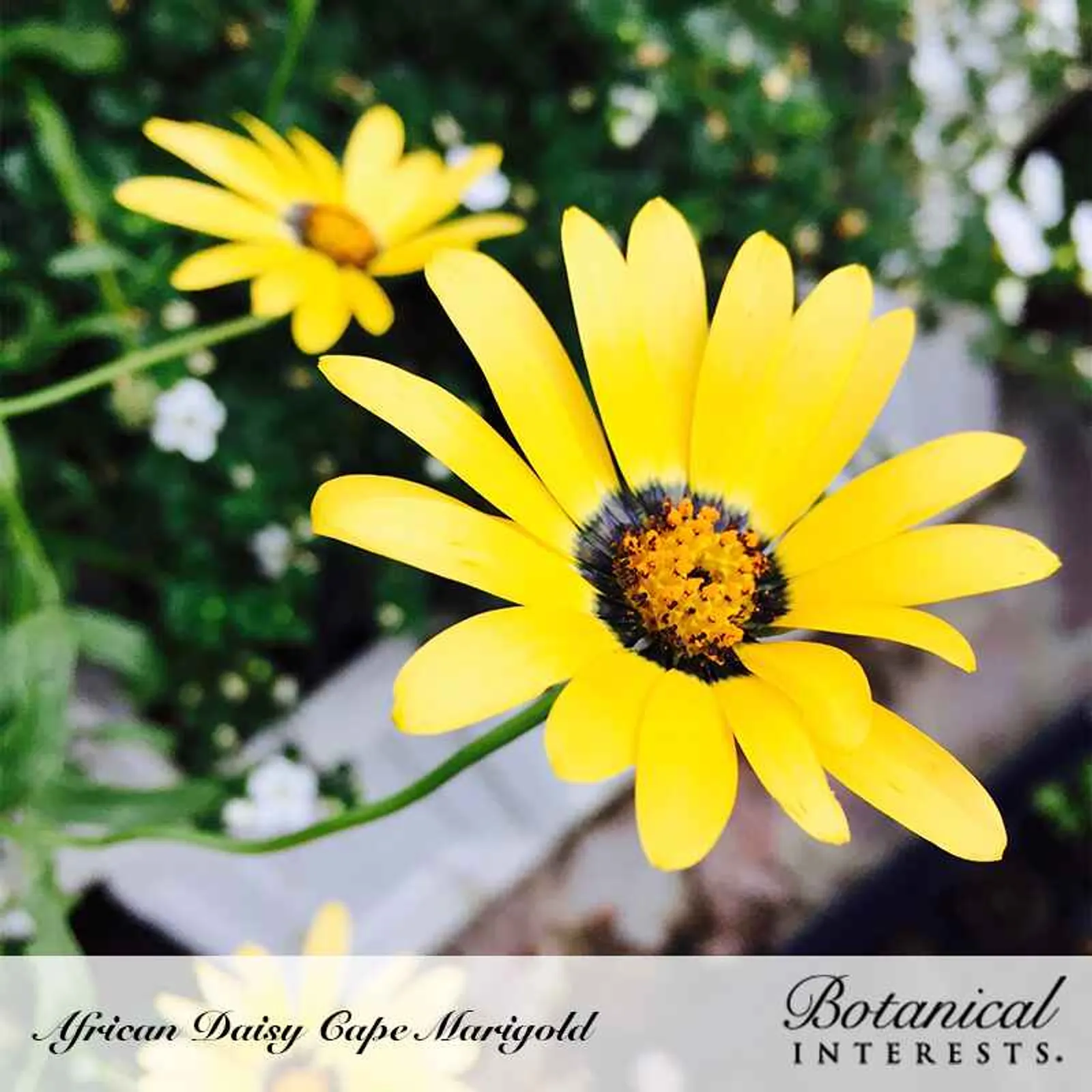 Cape African Daisy