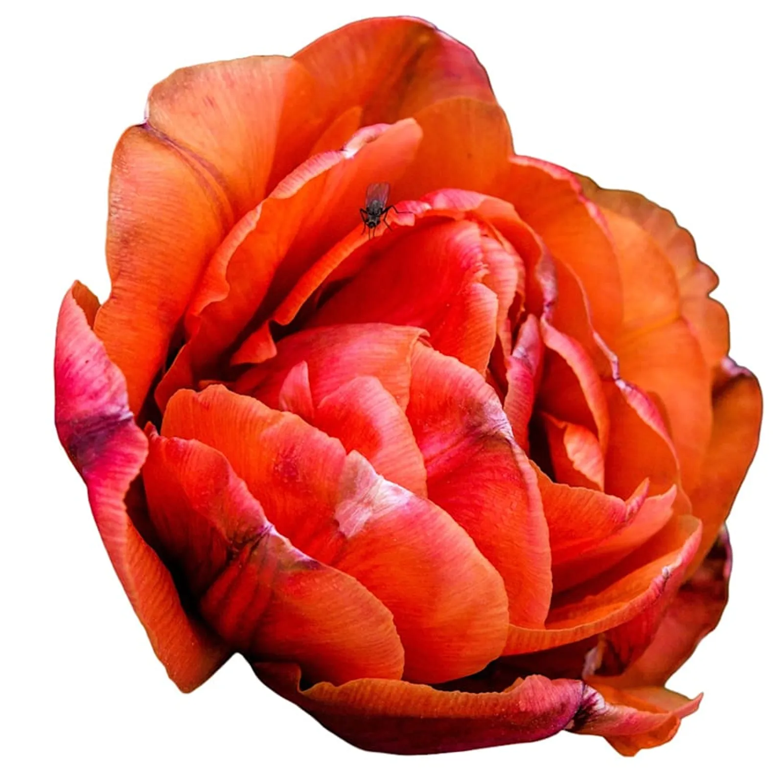 Caracas Tulips