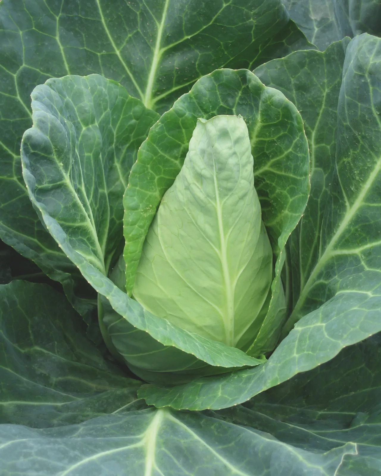 Caraflex Cabbage