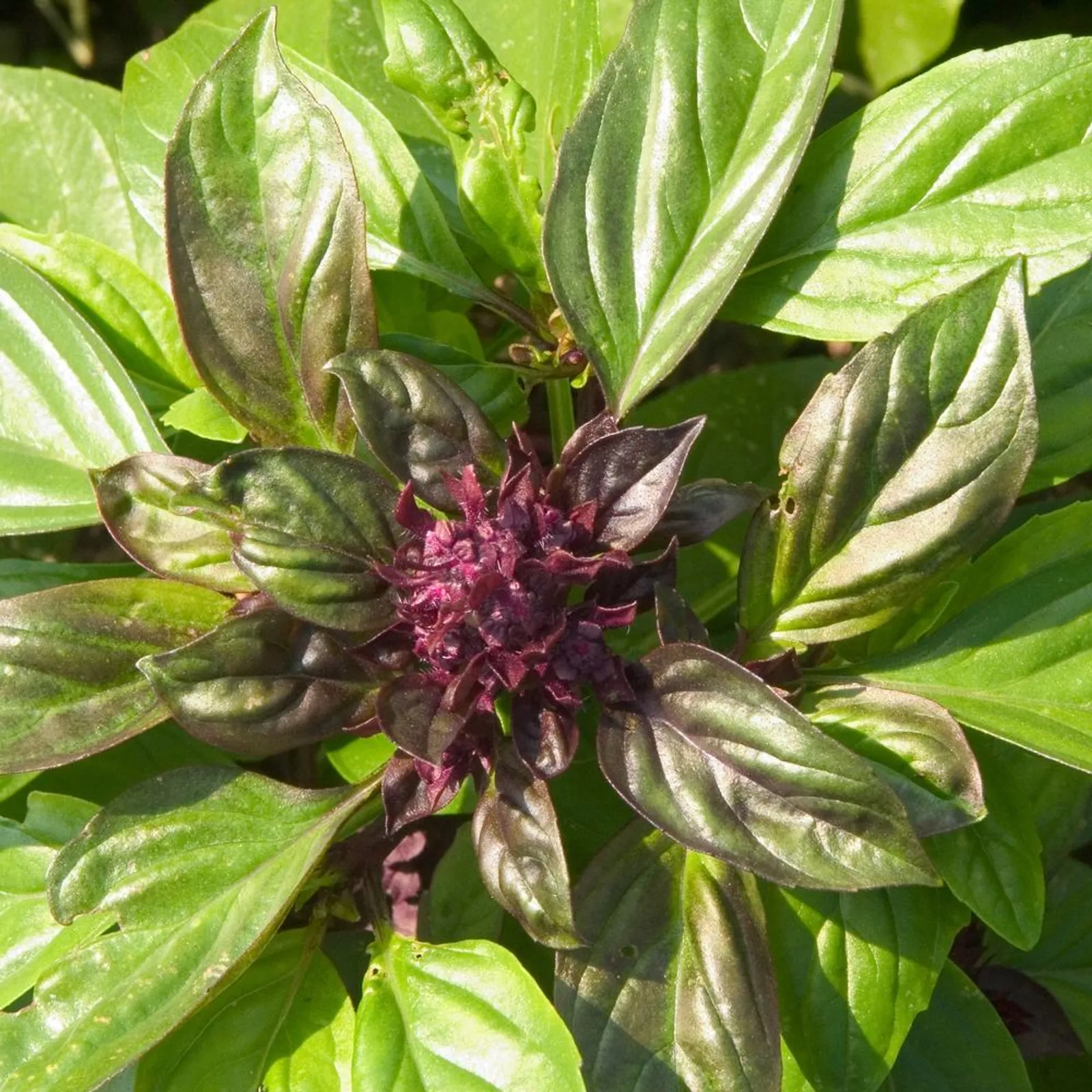 Cardinal Basil