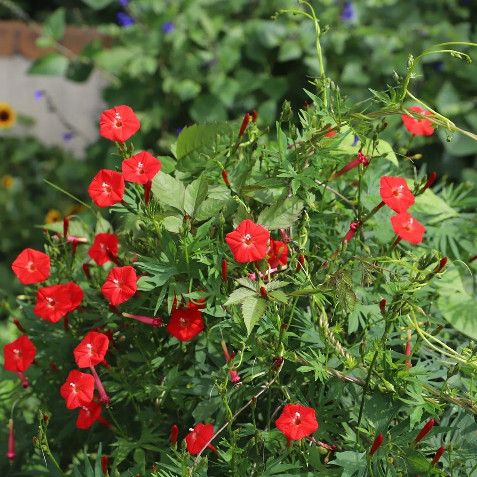Cardinal Climber Morning Glory