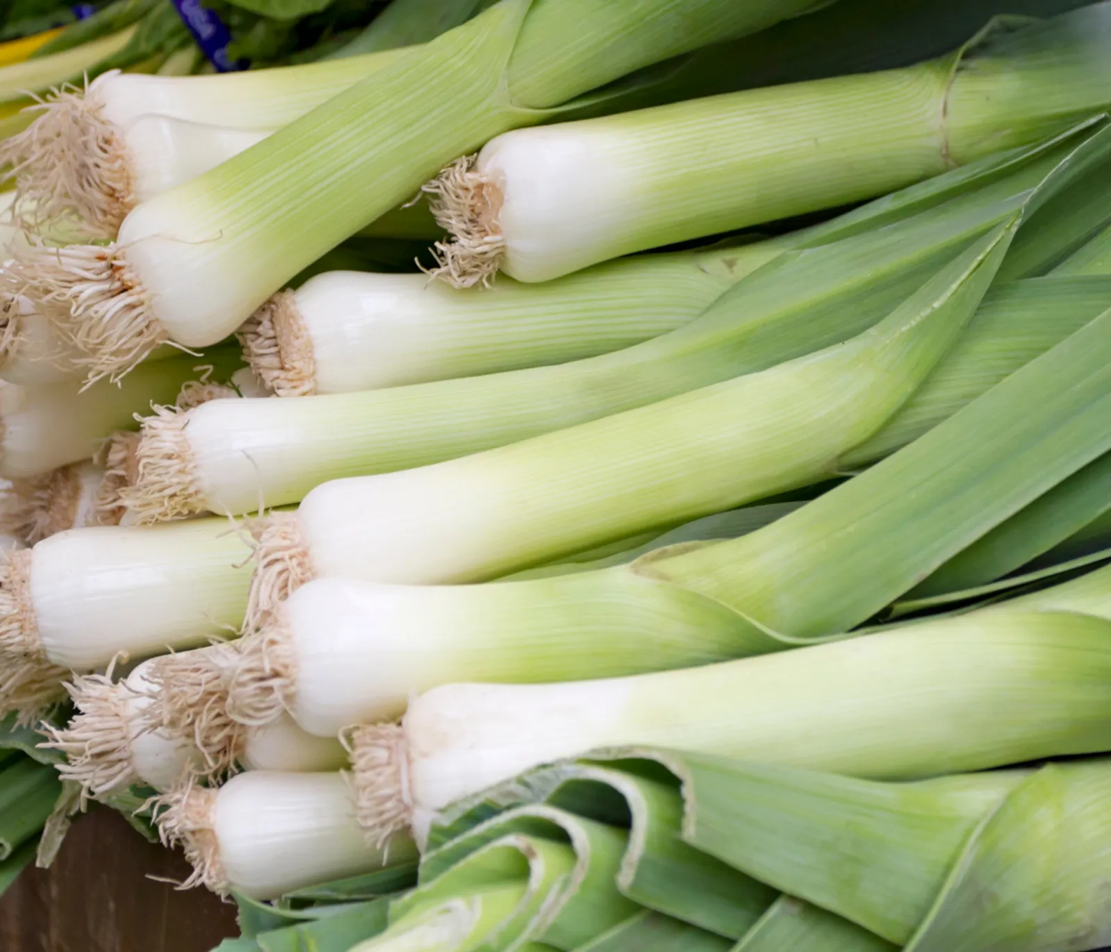Carentan Leeks