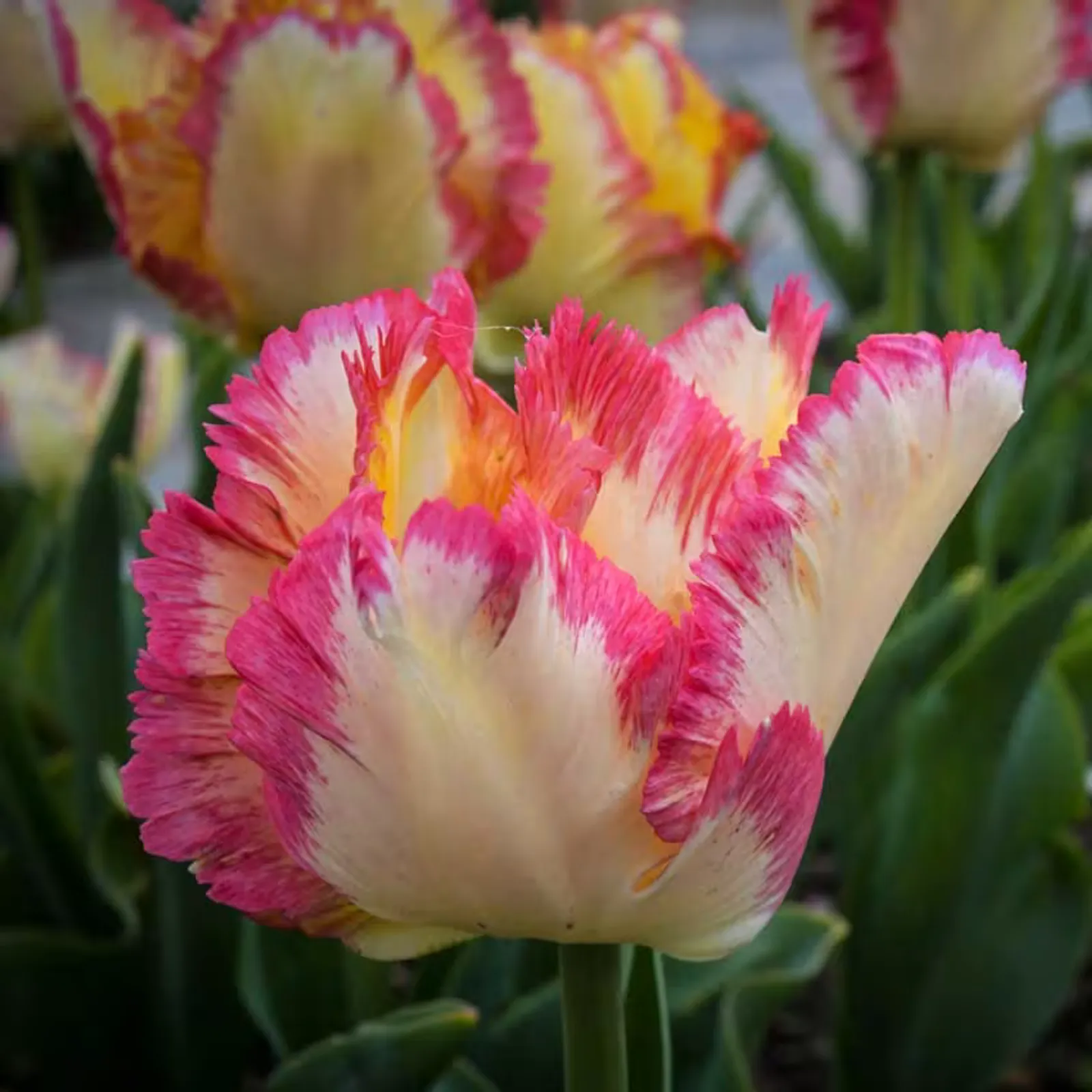 Caribbean Parrot Tulips