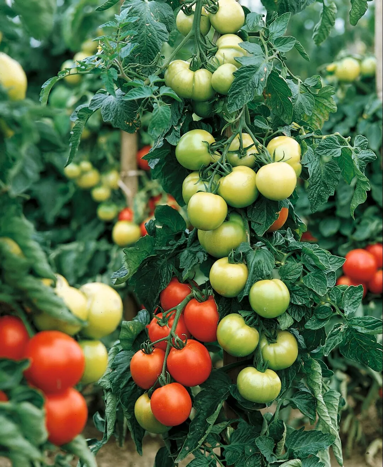 Carmello Tomatoes