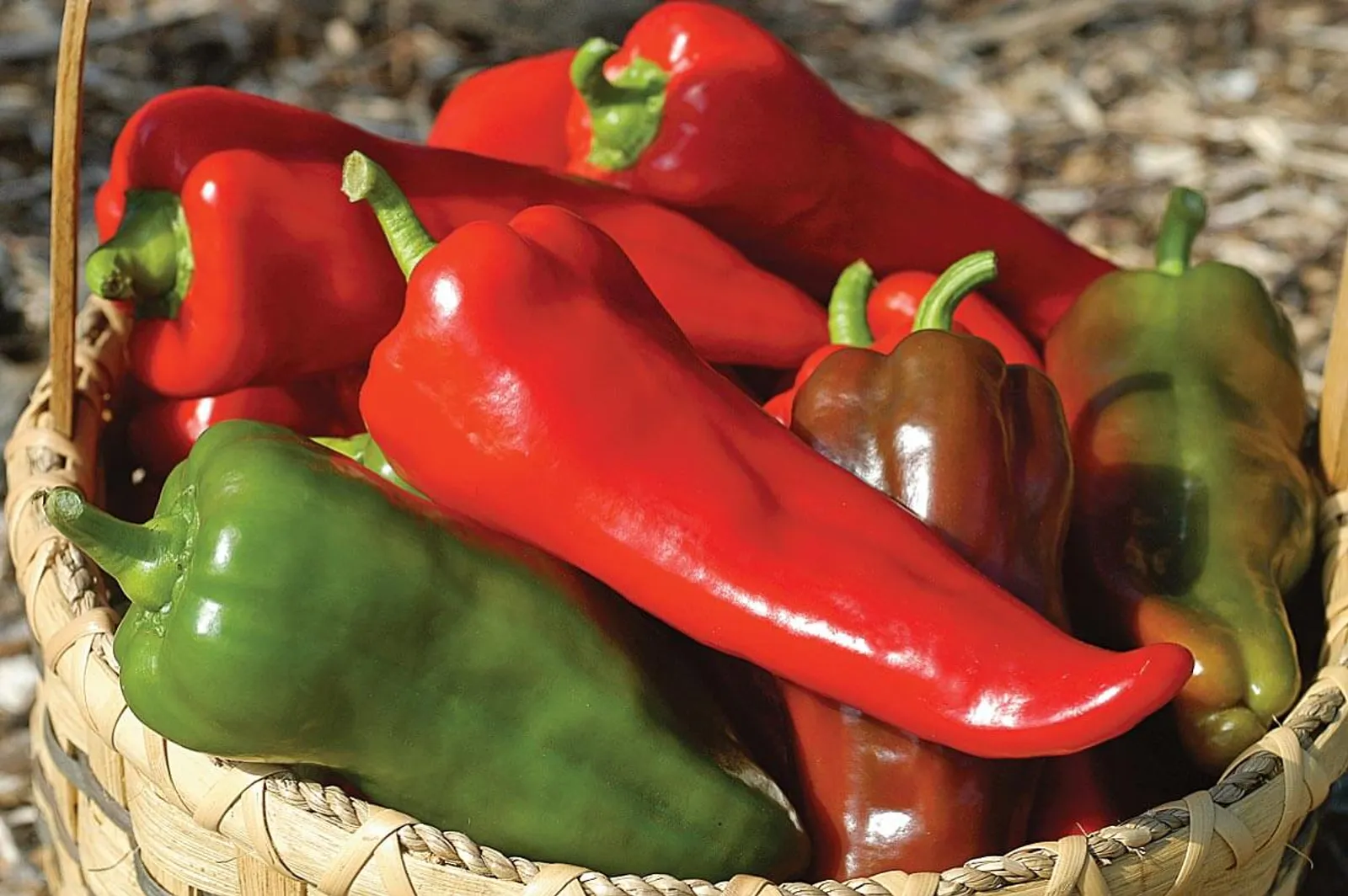 Carmen Peppers