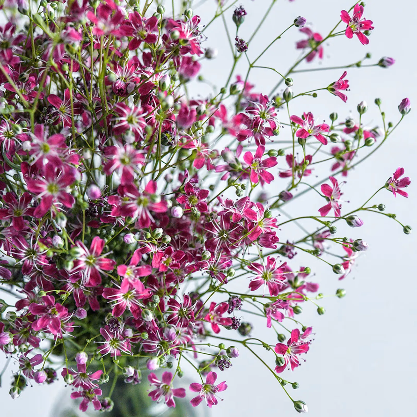 Carmine Pink Baby's Breath