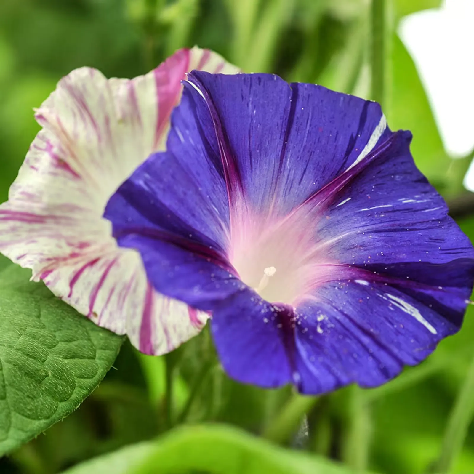 Carnevale Di Venezia Morning Glory