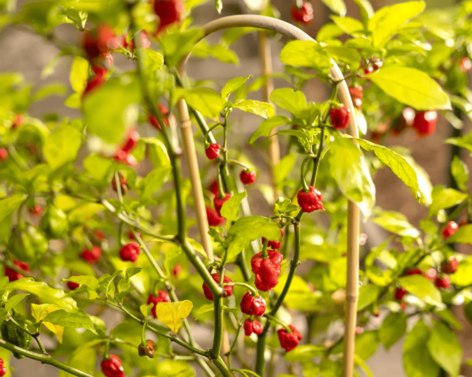 Carolina Reaper Peppers