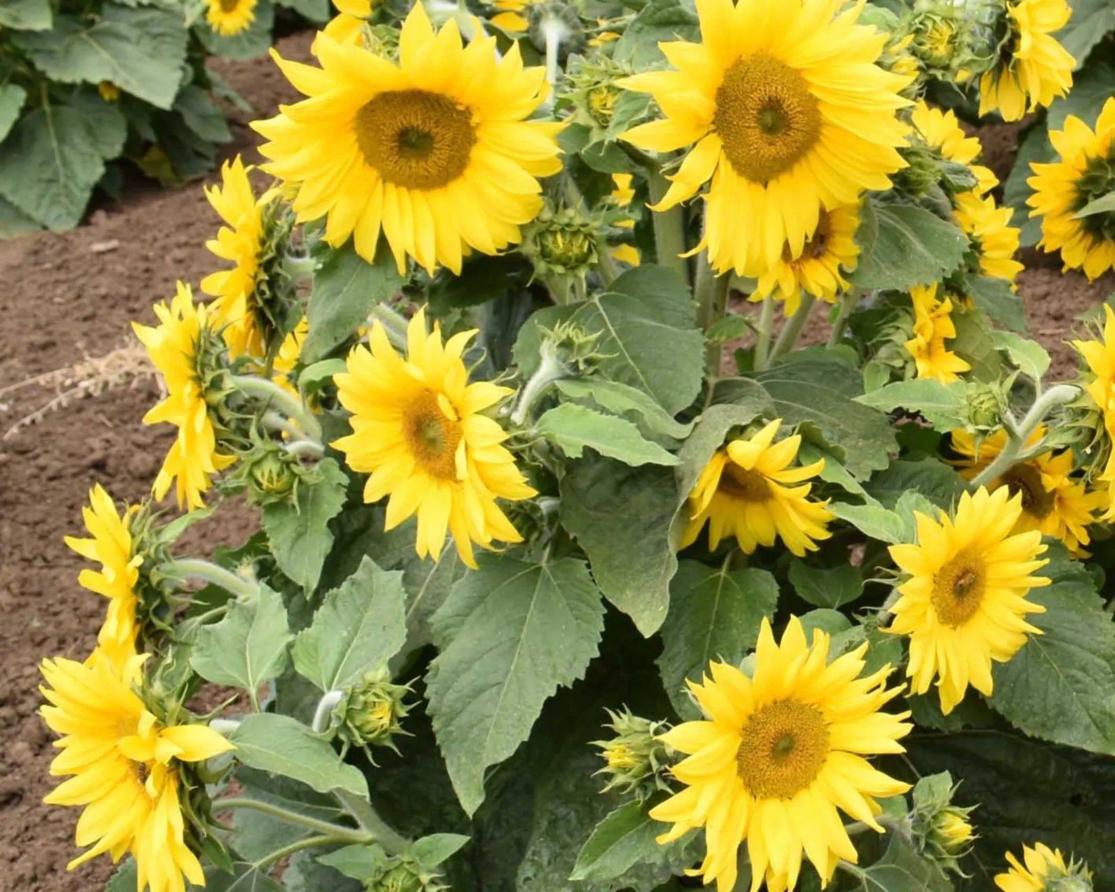Carousel Sunflower