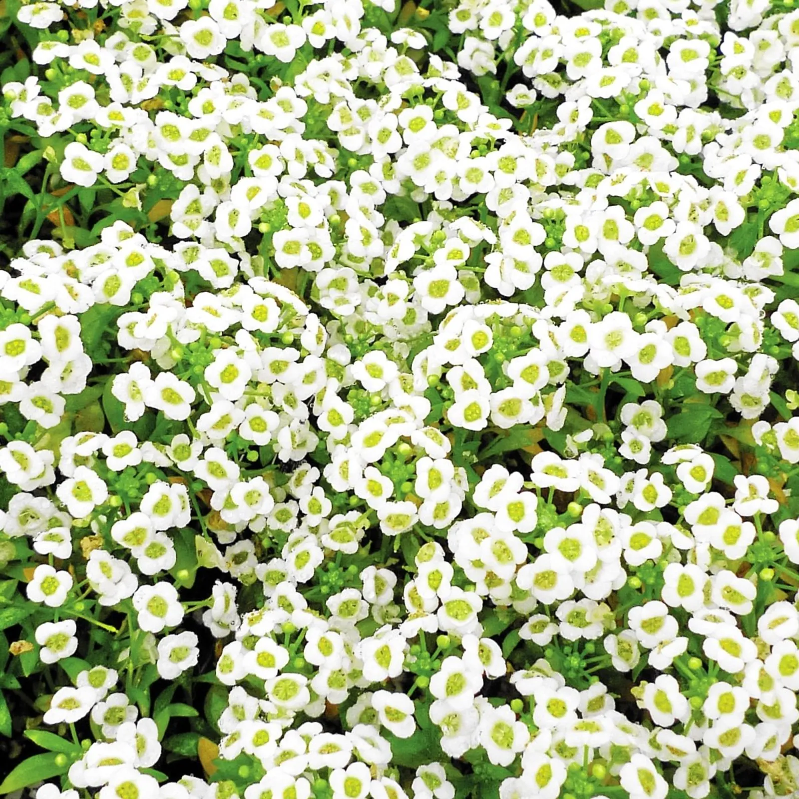 Carpet of Snow Alyssum