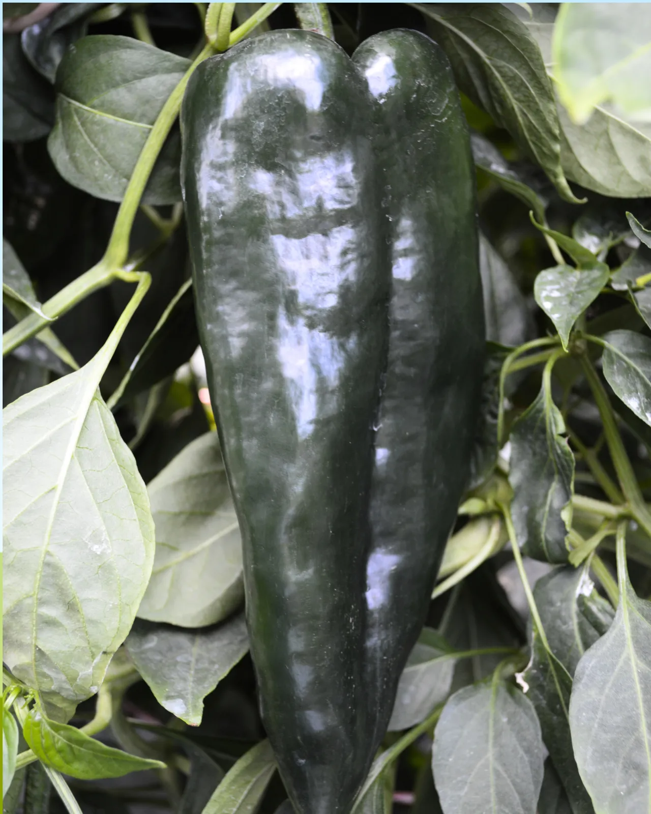 Carranza Peppers