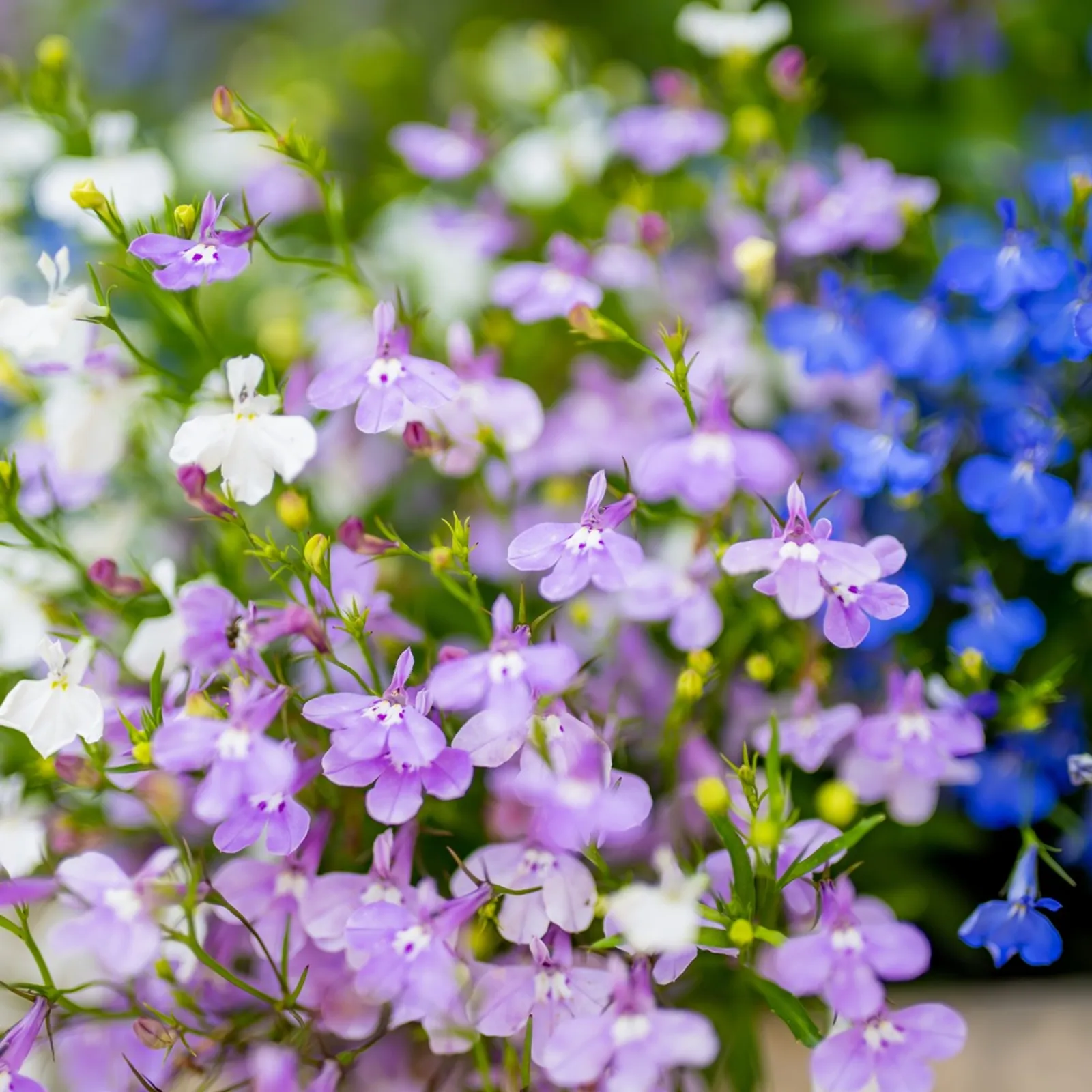 Cascade of Color Trailing Lobelia