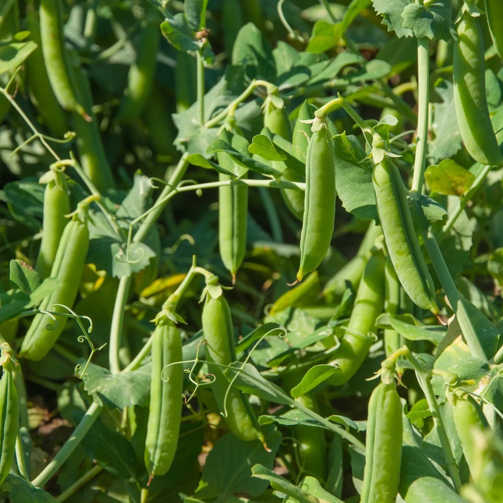 Cascadia Peas