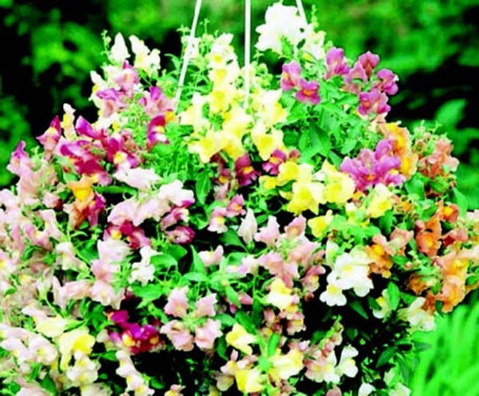Cascading Lantern Hybrid Mix Snapdragon