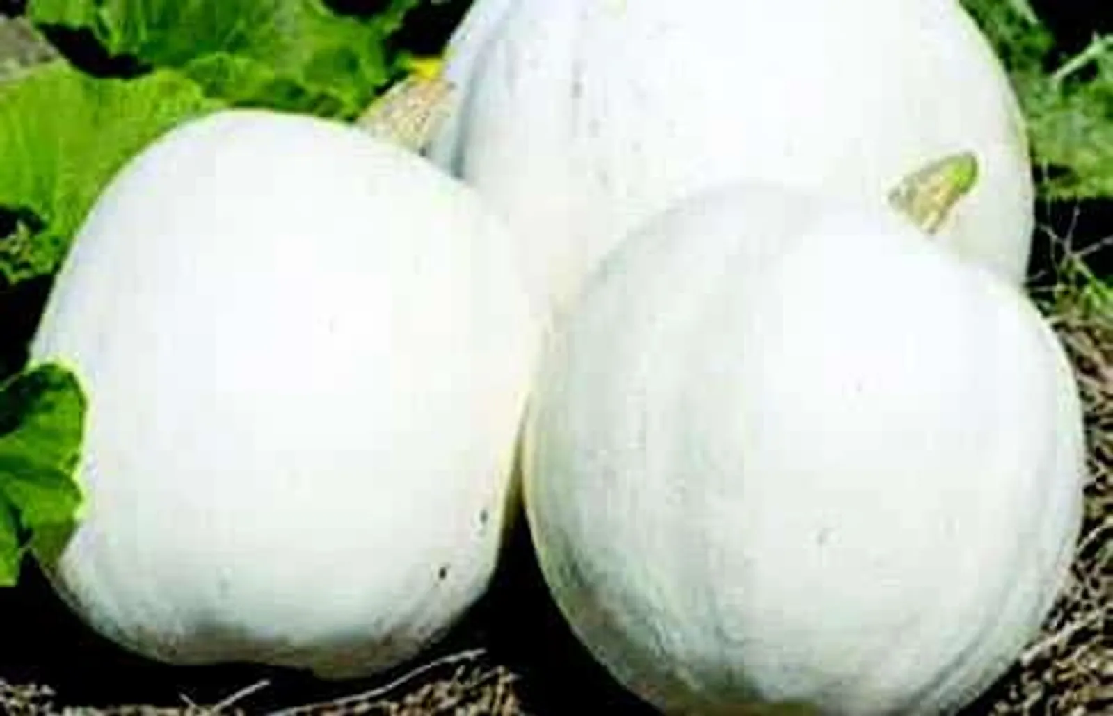 Casper Pumpkin