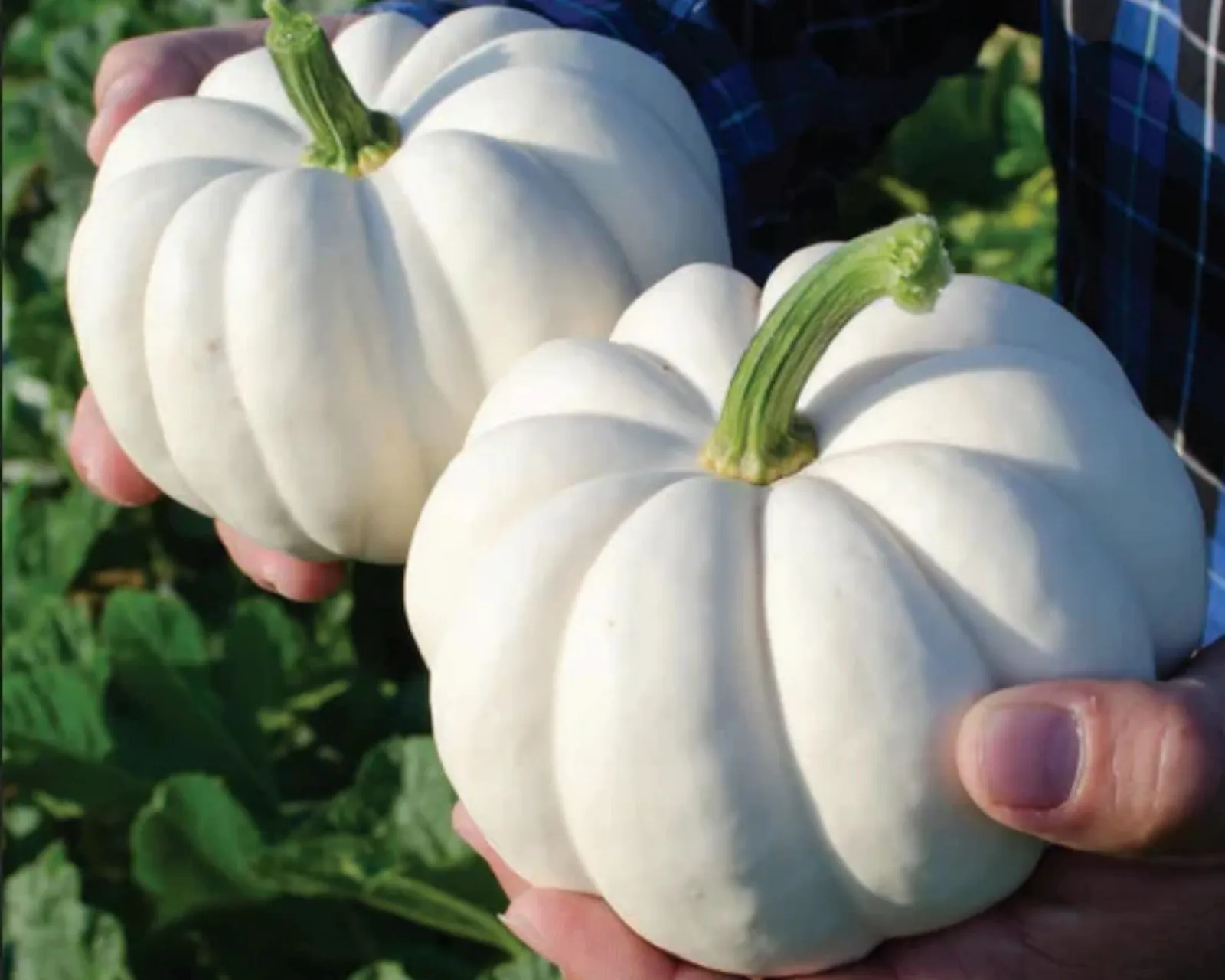 Casperita Pumpkin