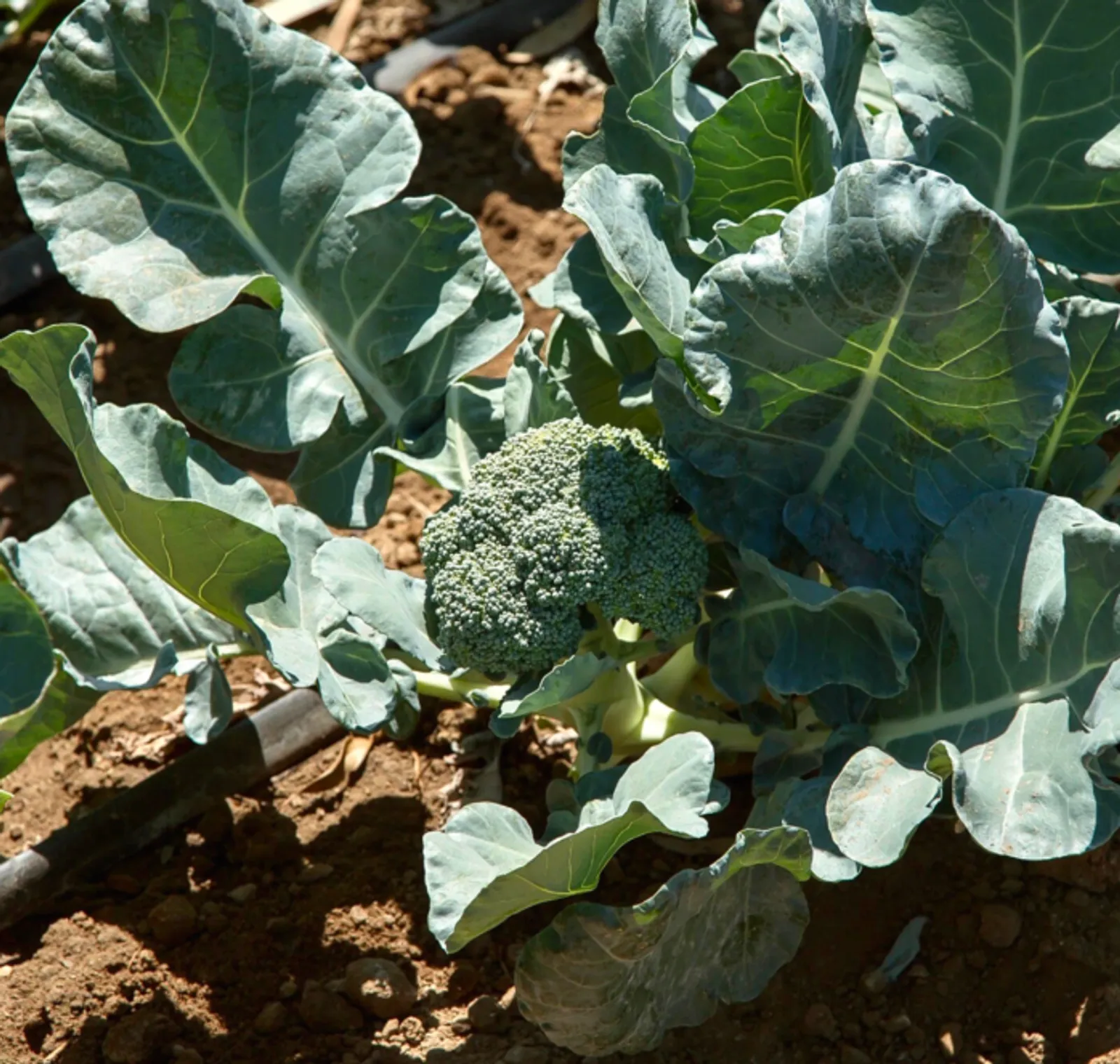 Castle Dome Broccoli
