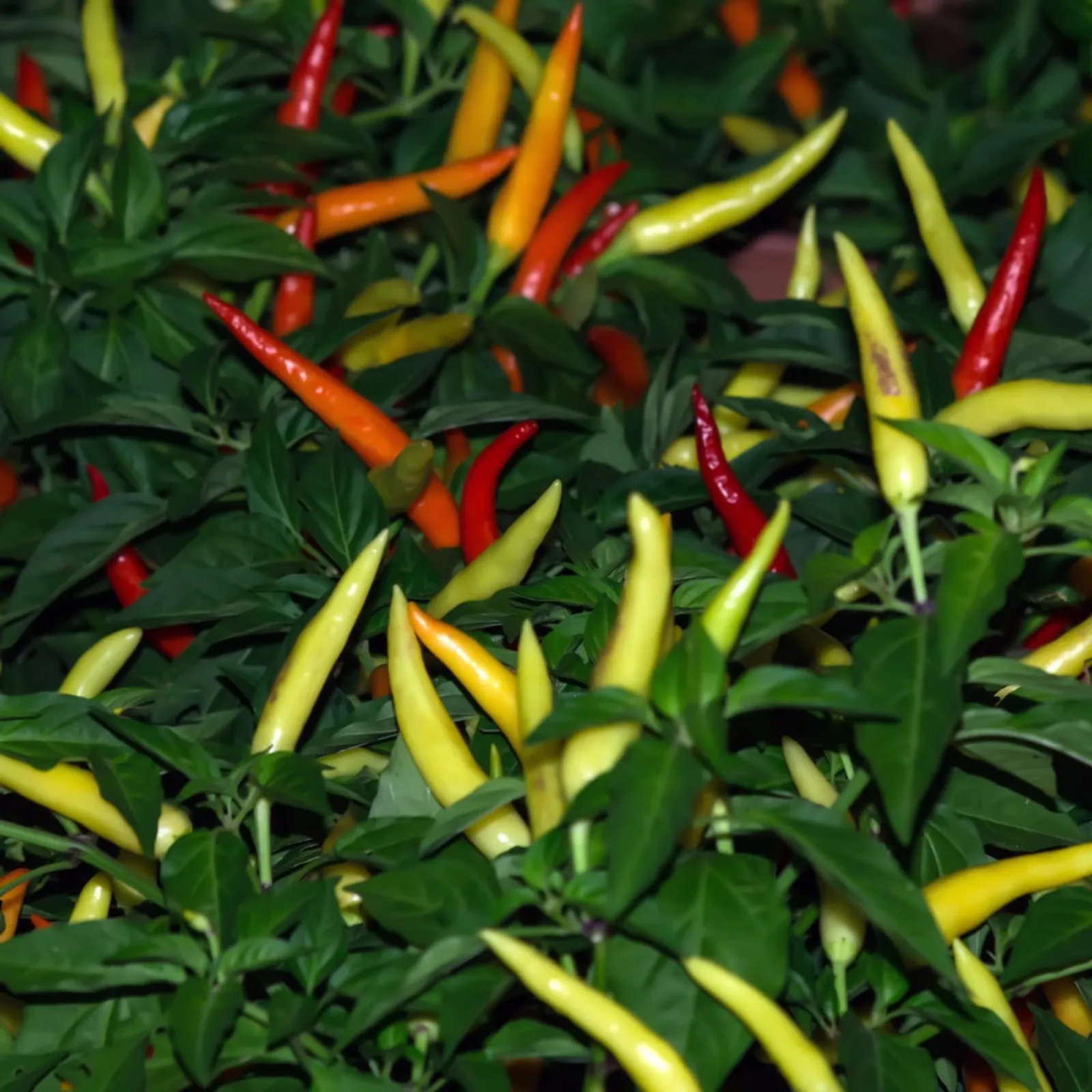 Cayenne Peppers