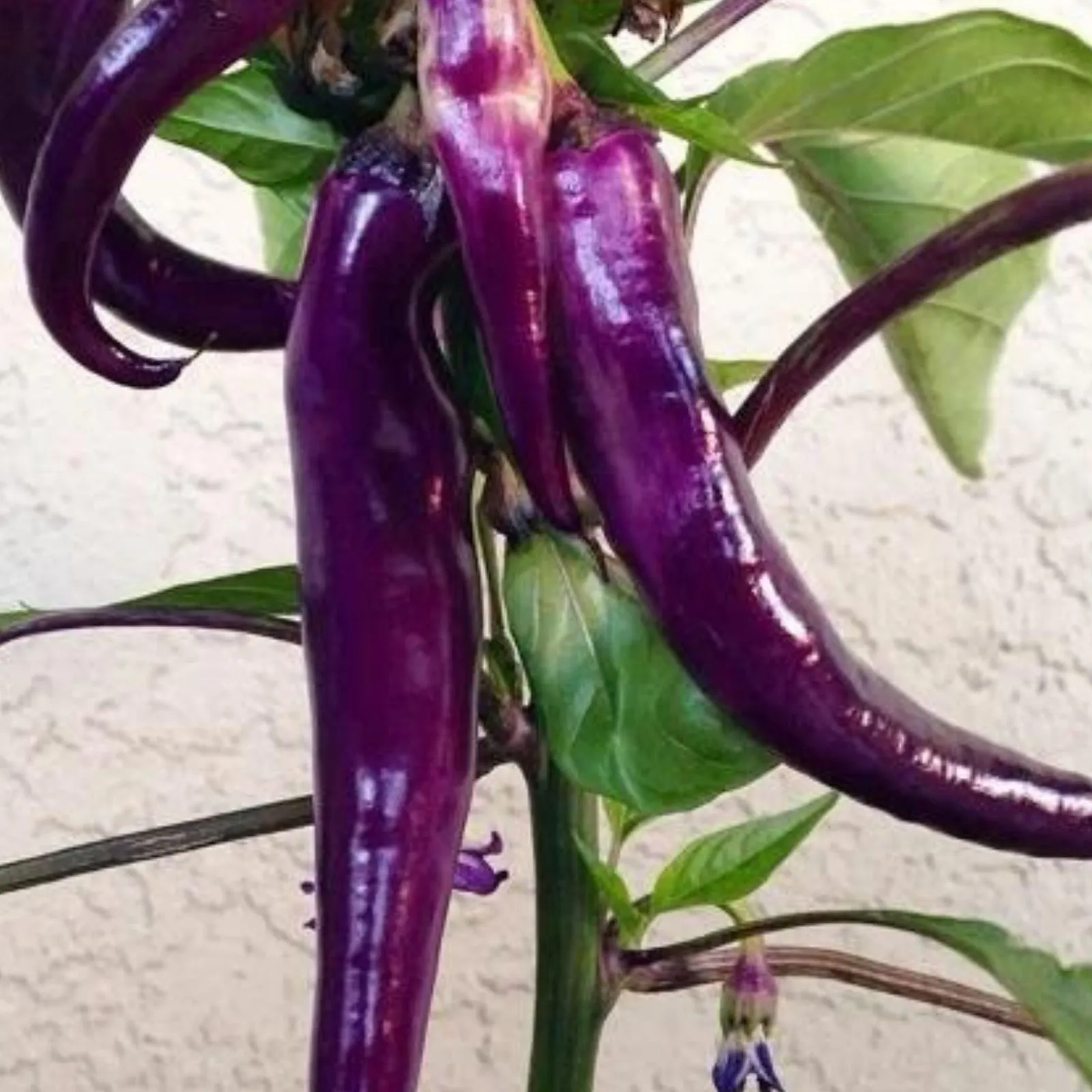 Cayenne Purple Peppers