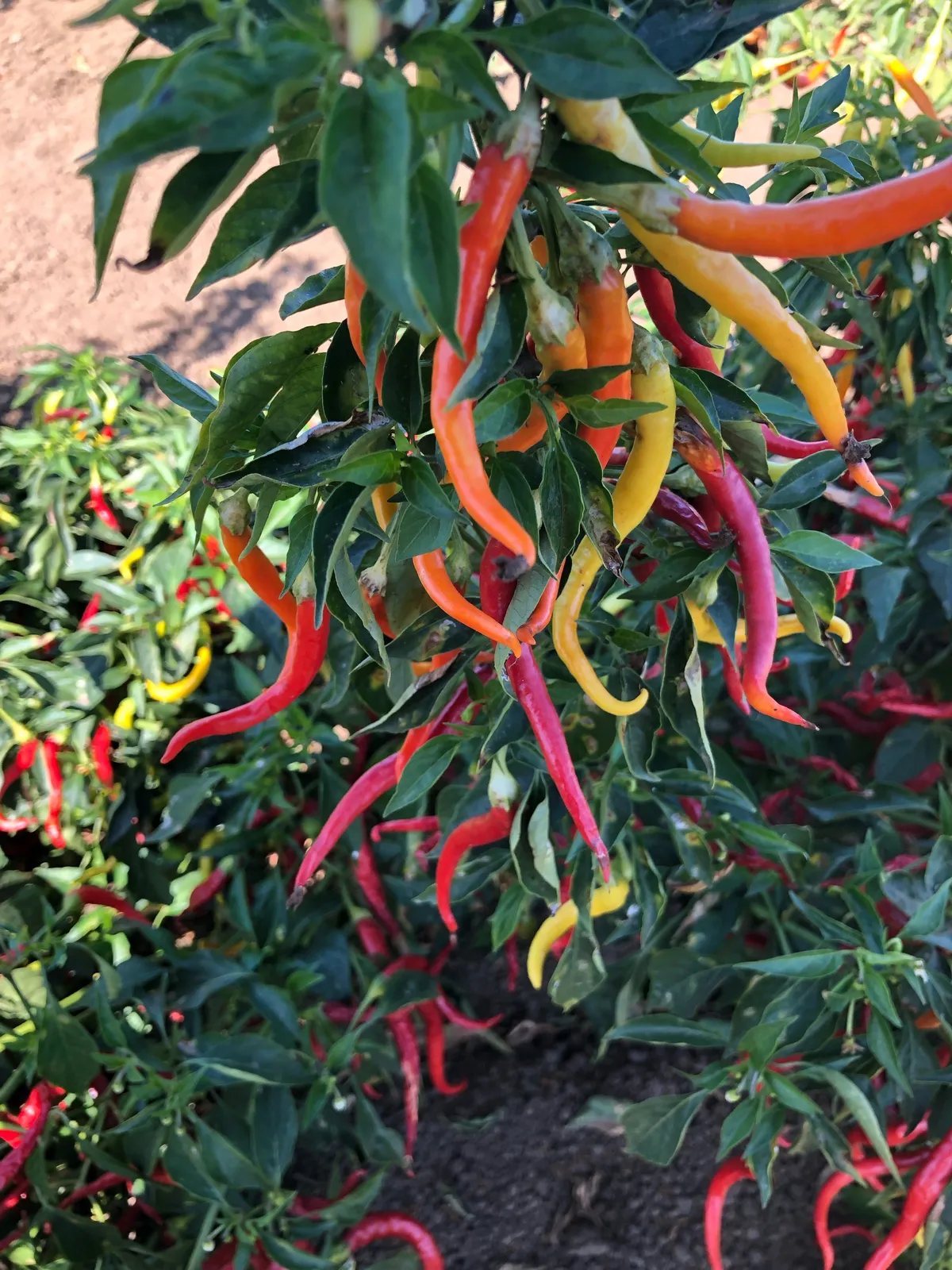 Cayenne Sweetness Peppers