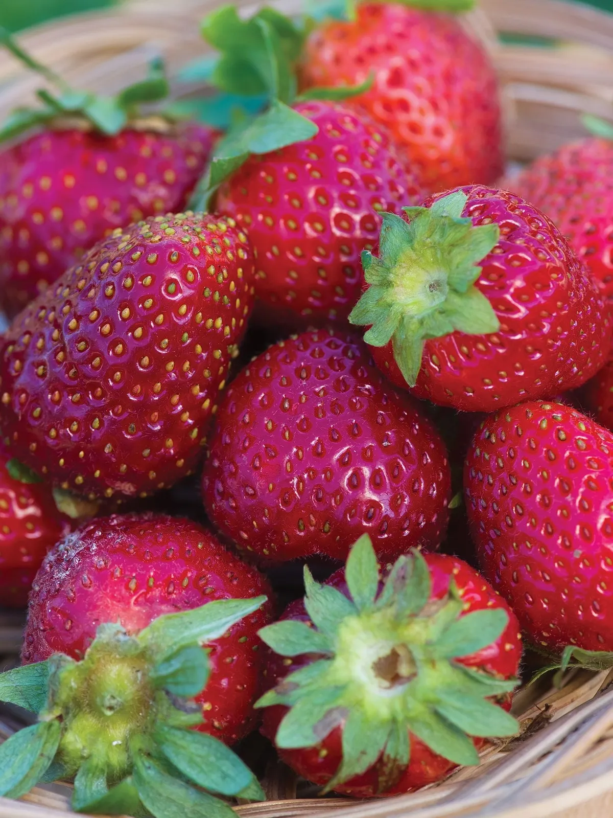 Elan F1 Strawberries