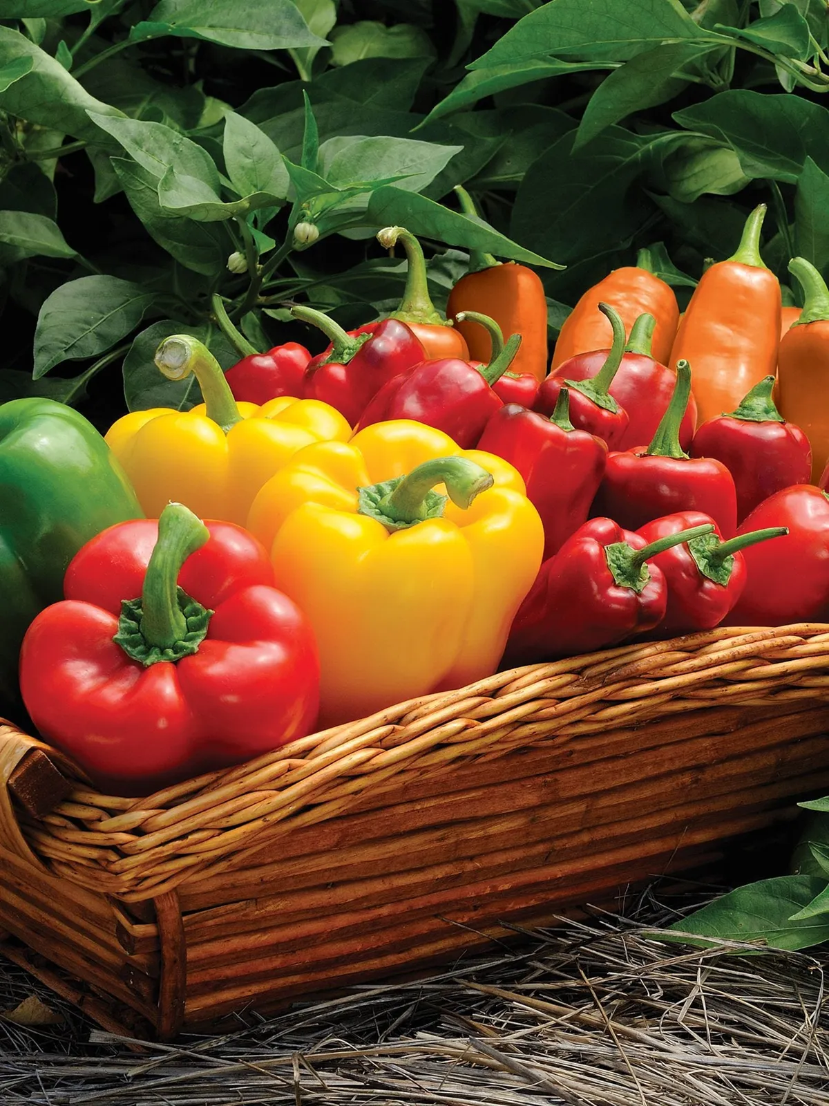 Favorite Sweet Peppers Collection