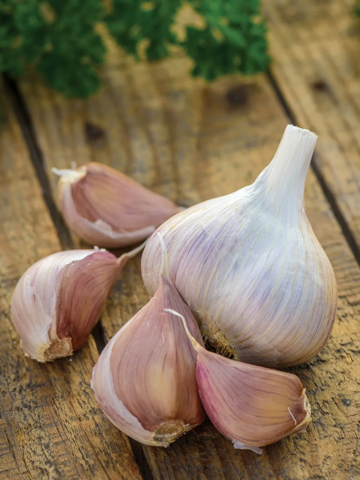 Metechi Garlic