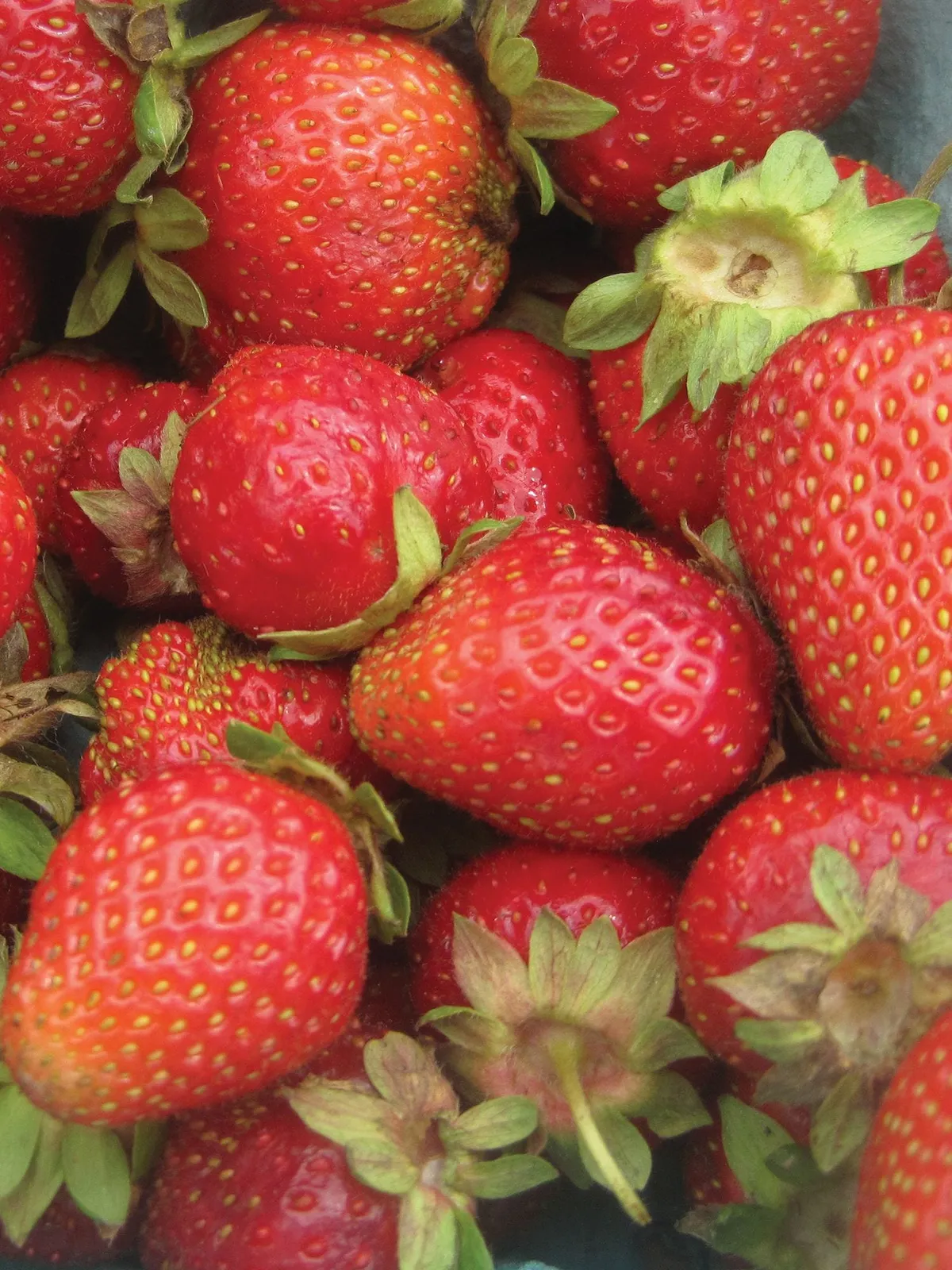 Chandler Strawberries
