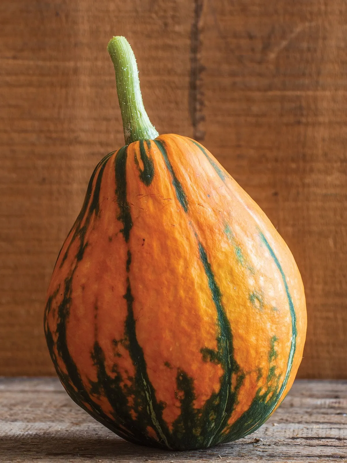 Winter, Lakota Squash