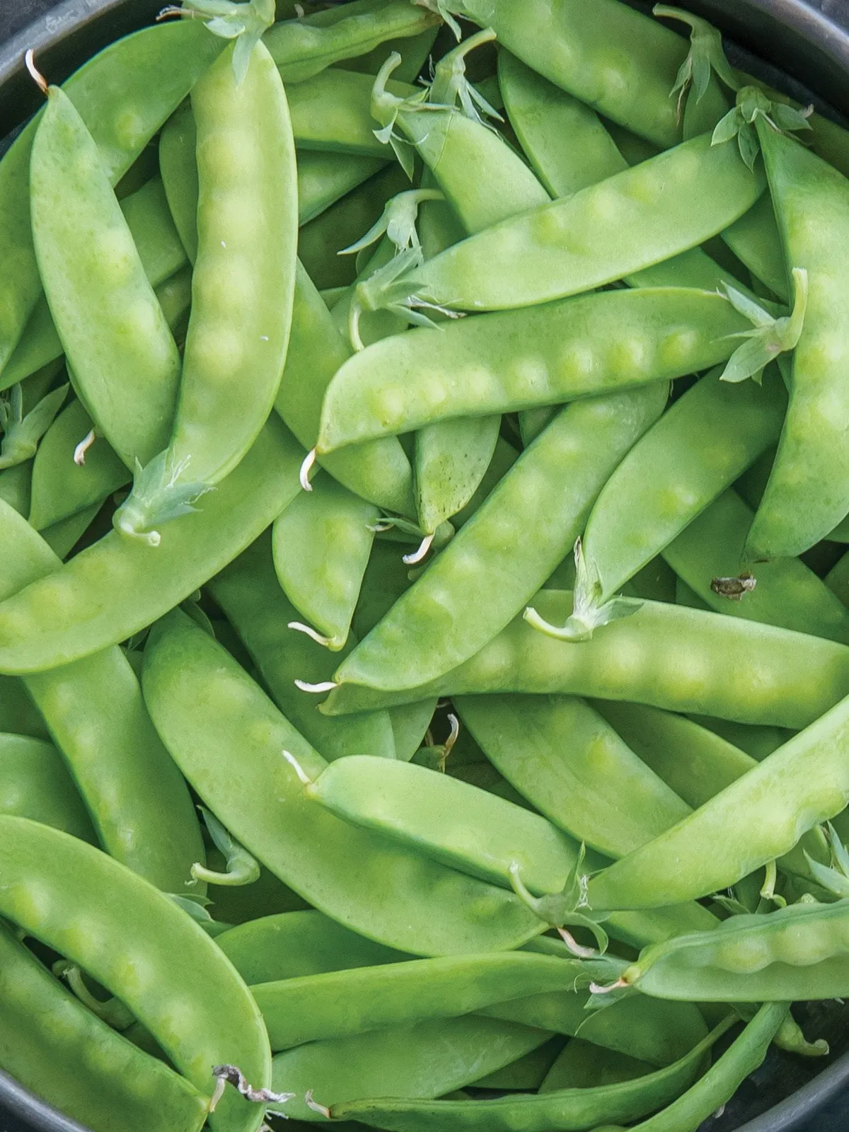 Snowbird Peas