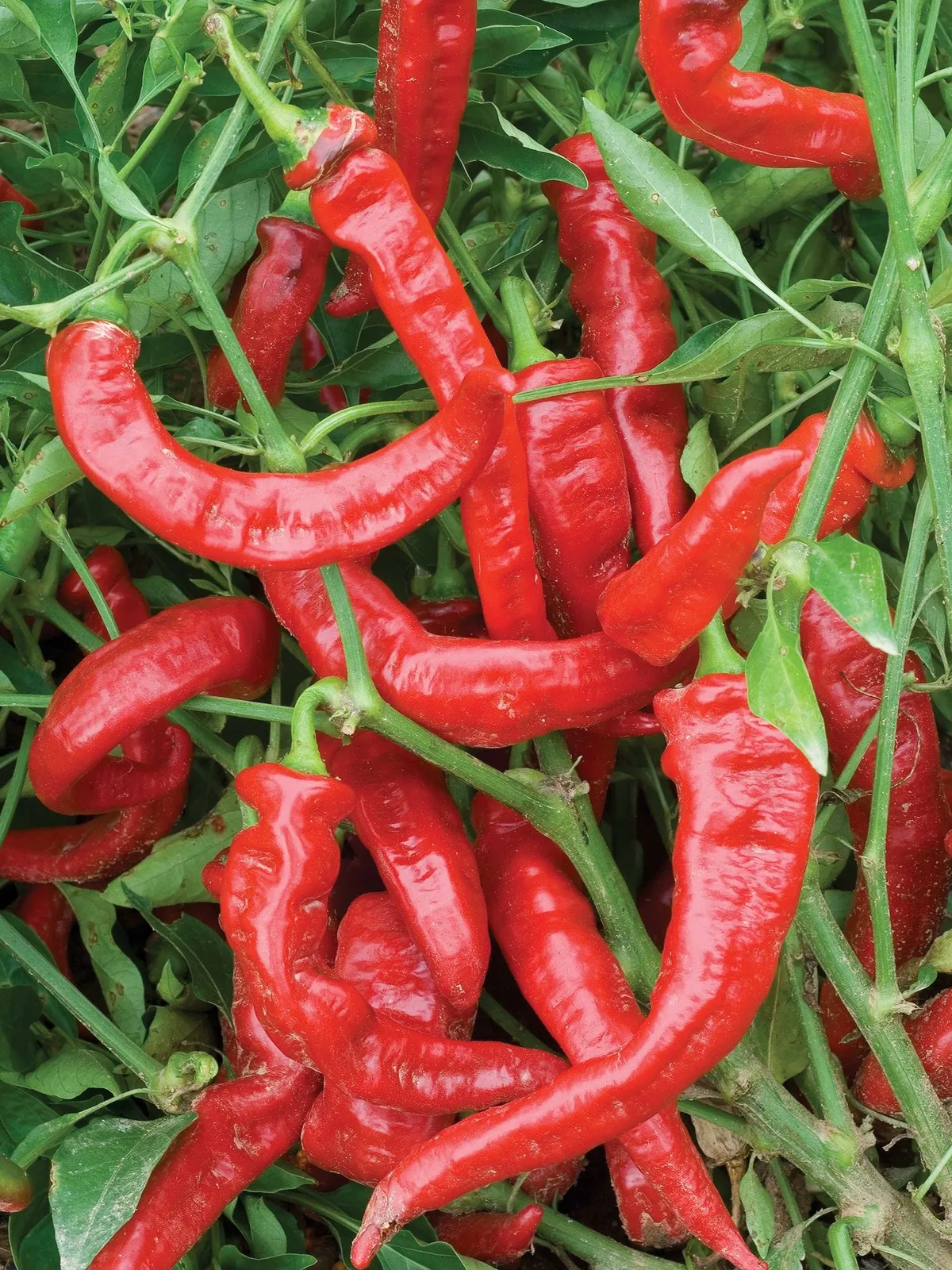 Sweet, Jimmy Nardello Peppers