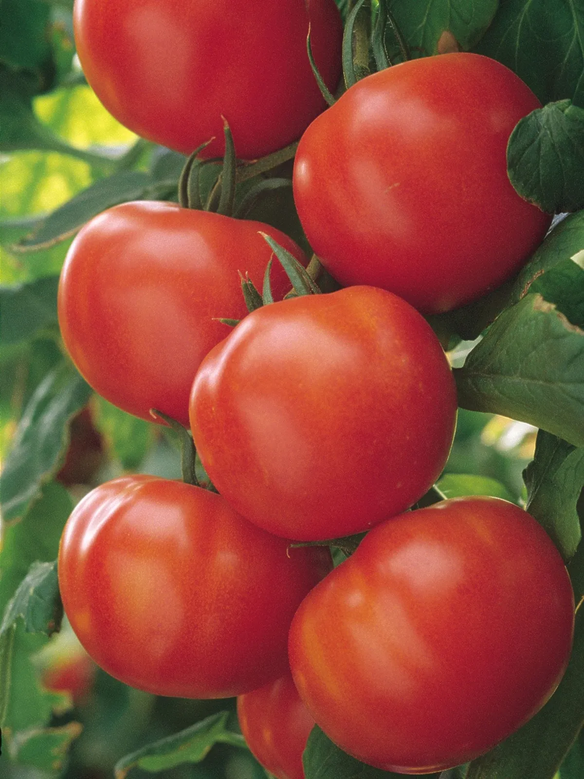 Matina Organic Tomatoes