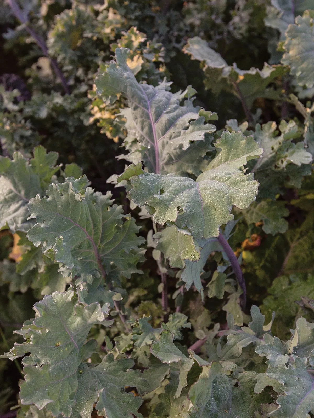 Ursa Kale