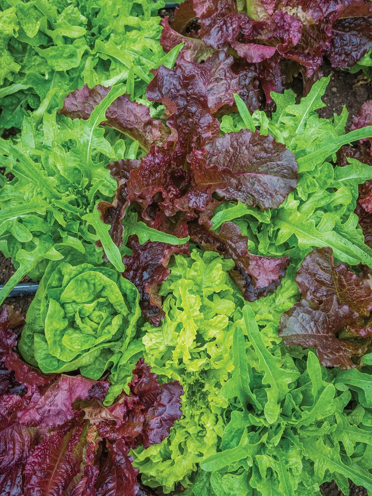 Heatwave Blend Lettuce