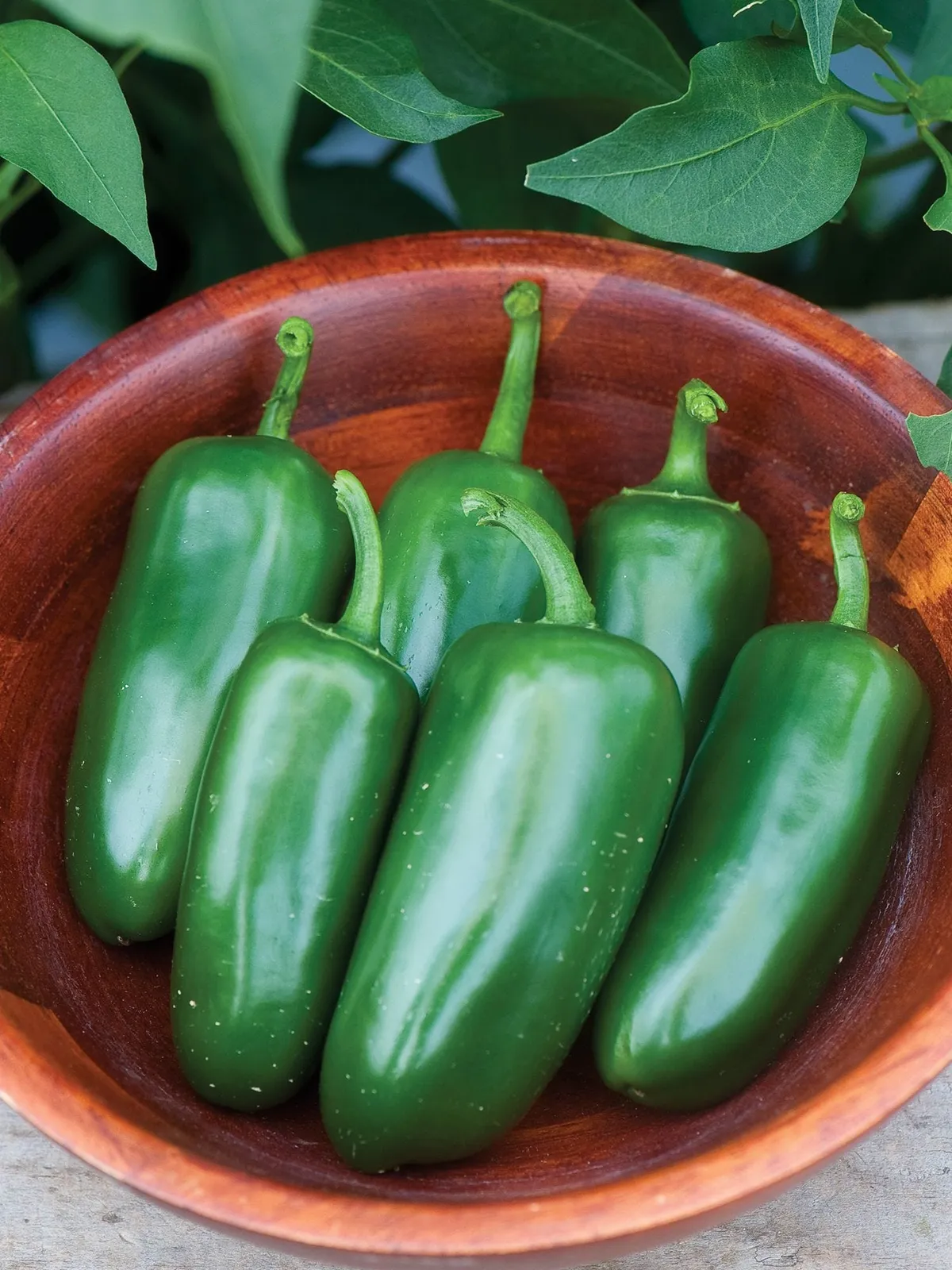 Hot, Jalapeño M Peppers