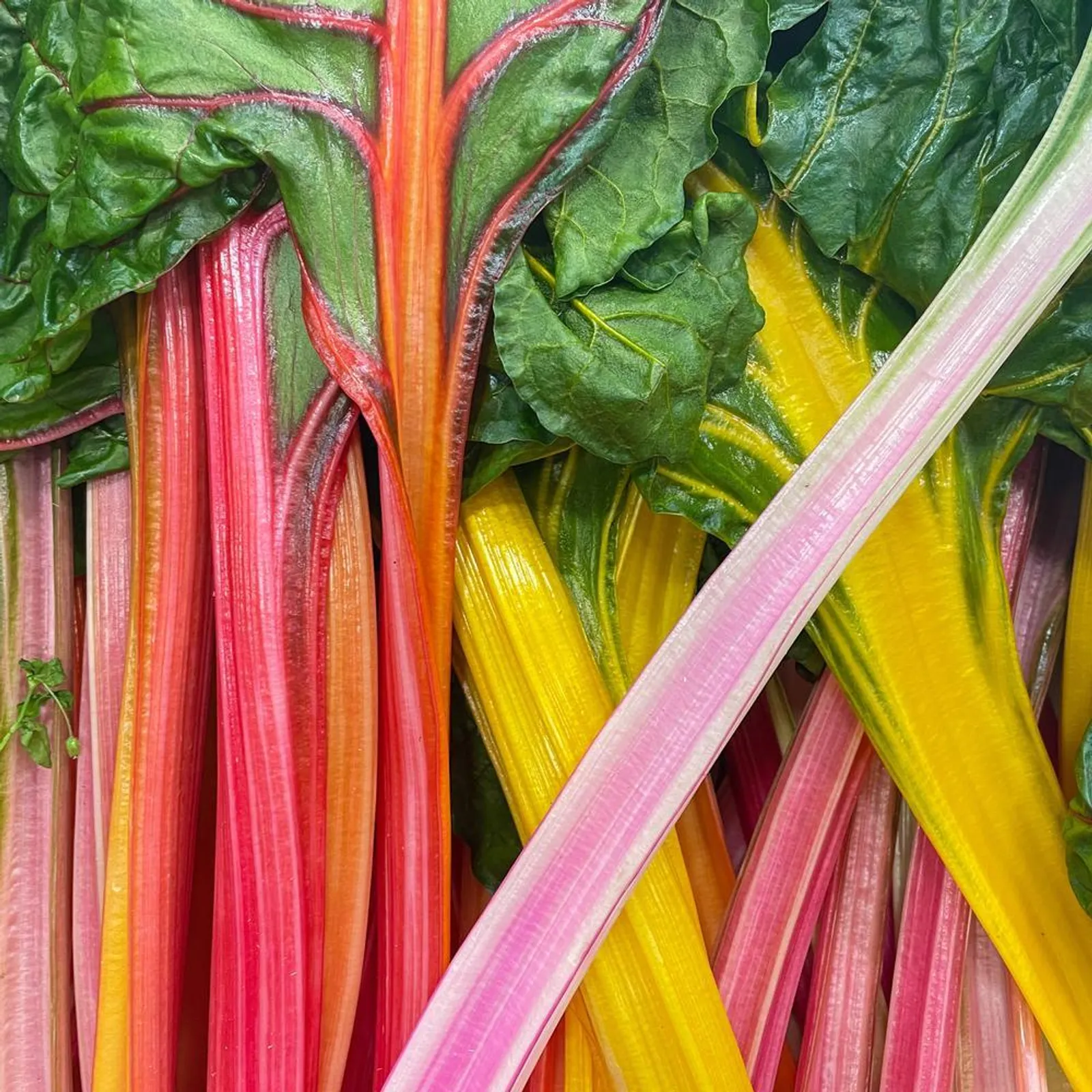 Celebration Swiss Chard