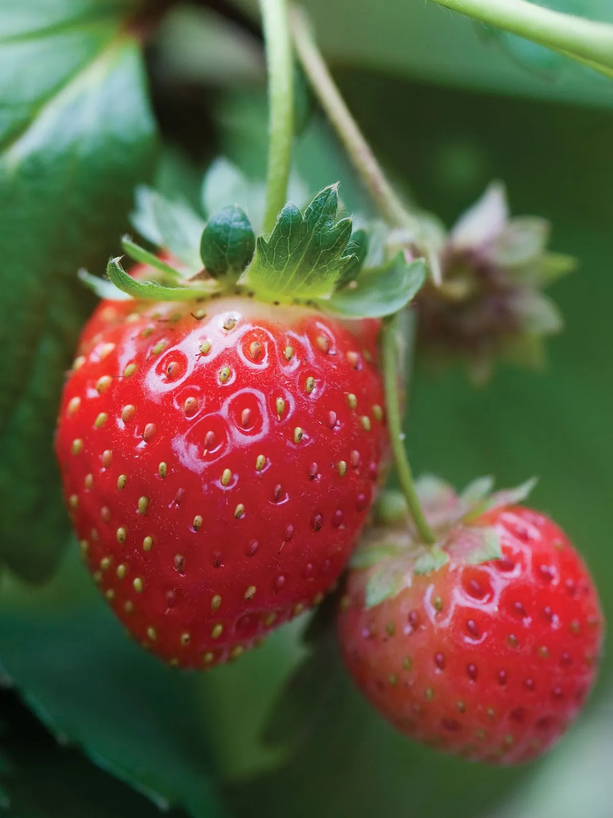 Mara Des Bois Strawberries