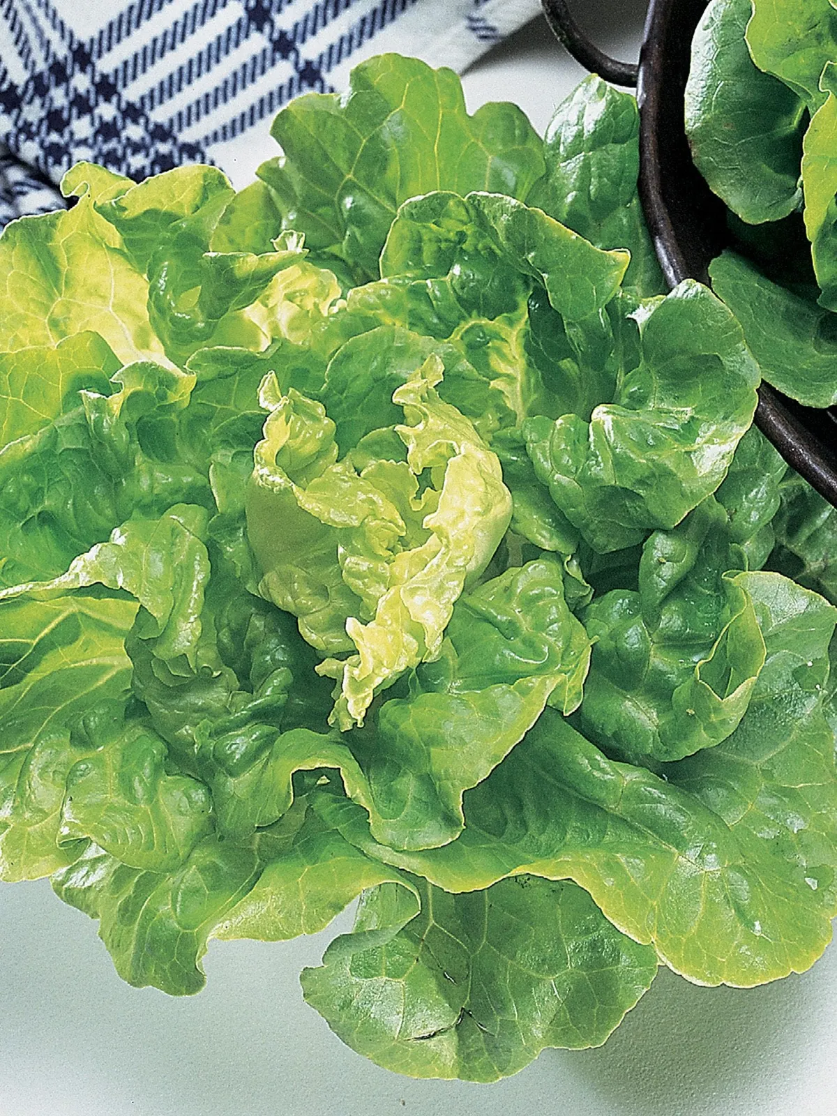 Tom Thumb Lettuce