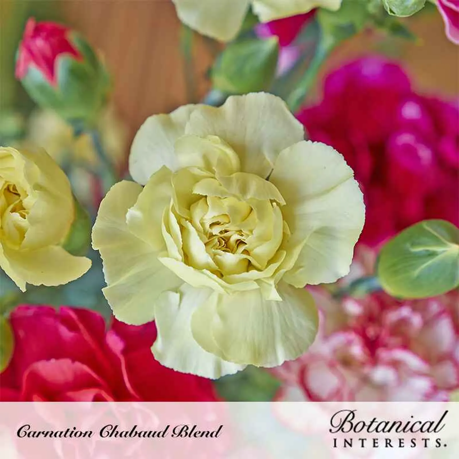 Chabaud Blend Carnation Dianthus