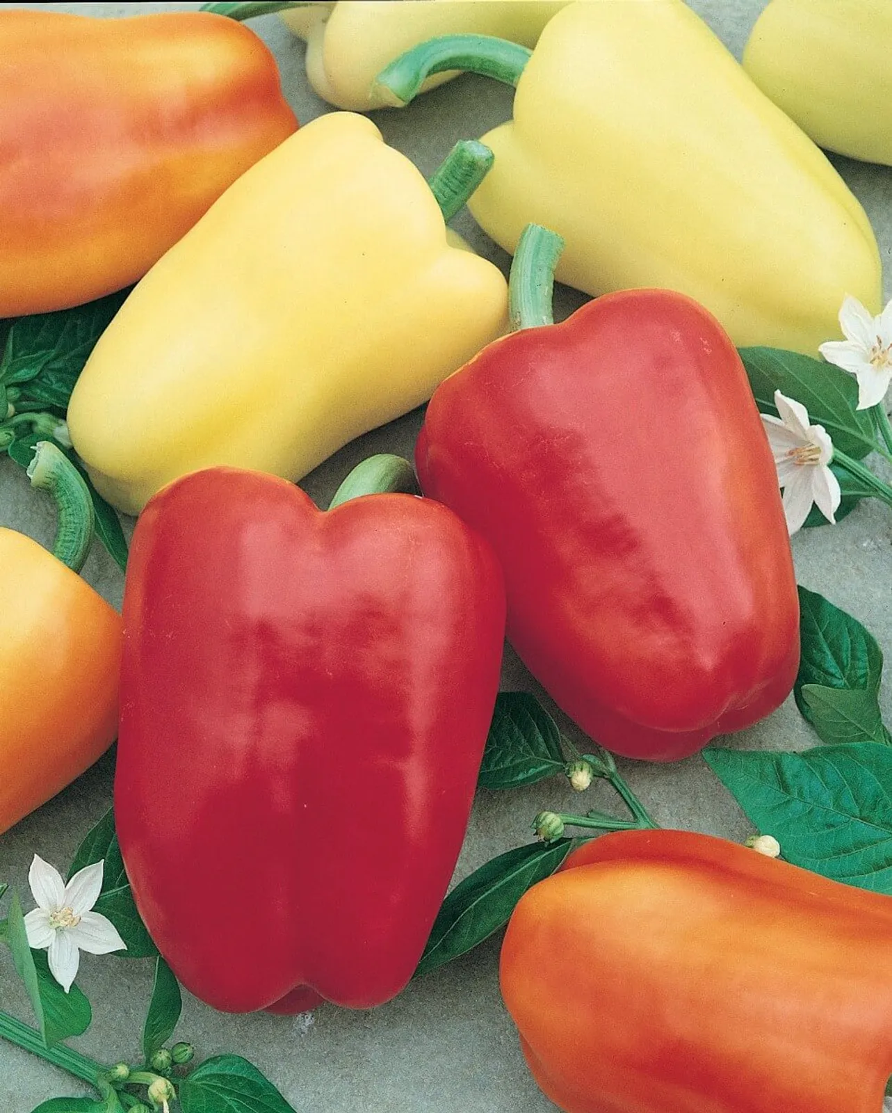 Chablis Peppers