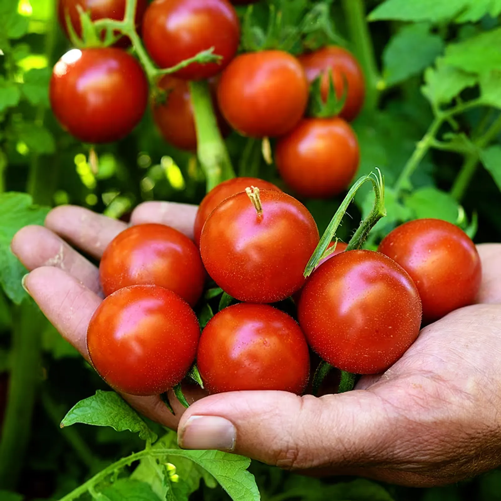Chadwick Cherry Tomatoes