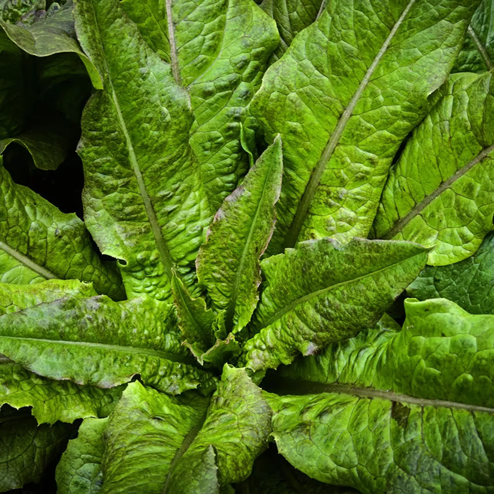 Chadwick's Rodan Lettuce