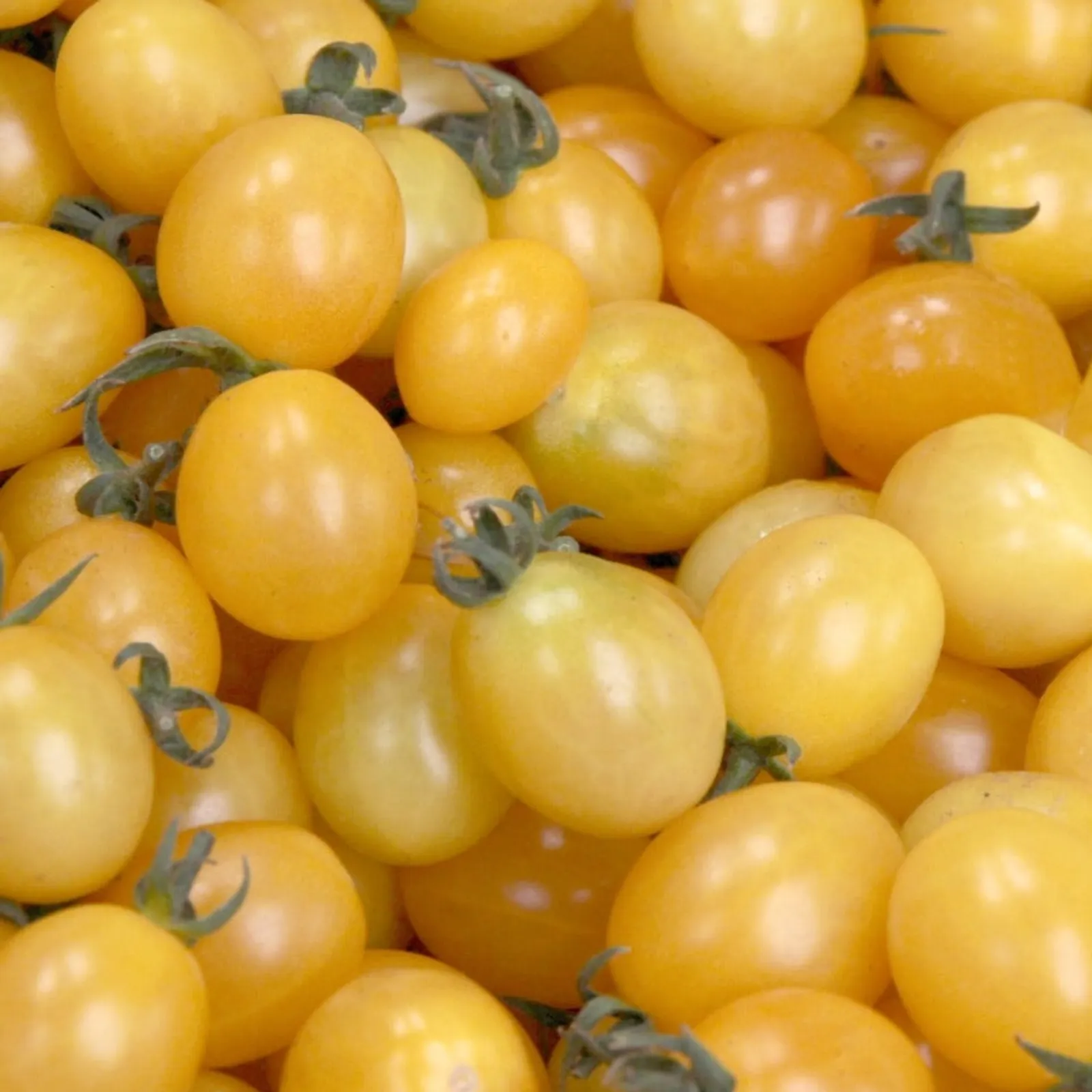 Champagne Bubbles Tomatoes