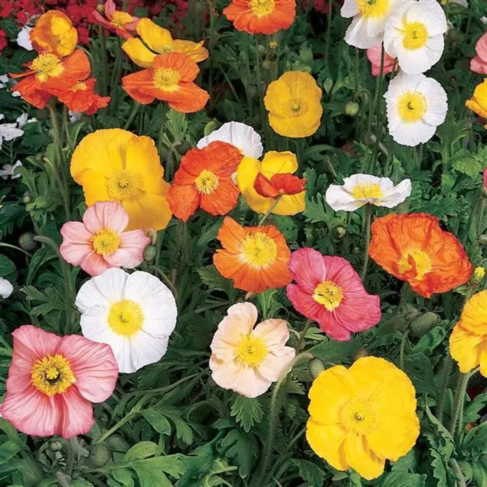 Champagne Bubbles Hybrid Mix Poppies