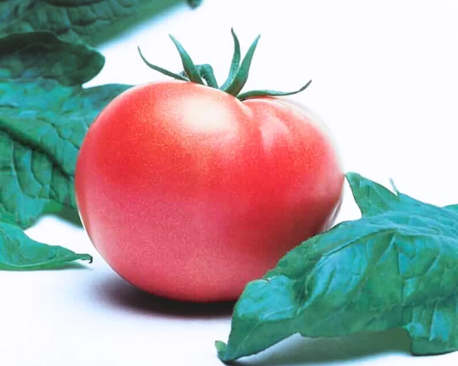Champion II Tomatoes
