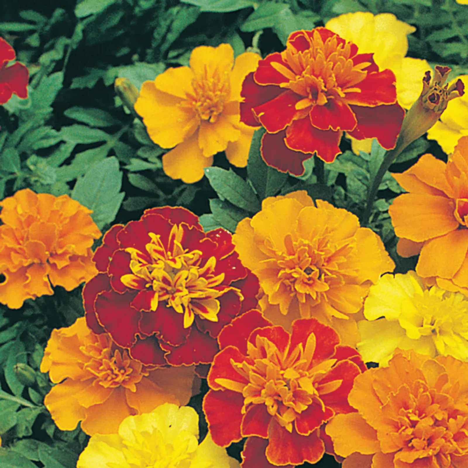 Champion Mix Marigold