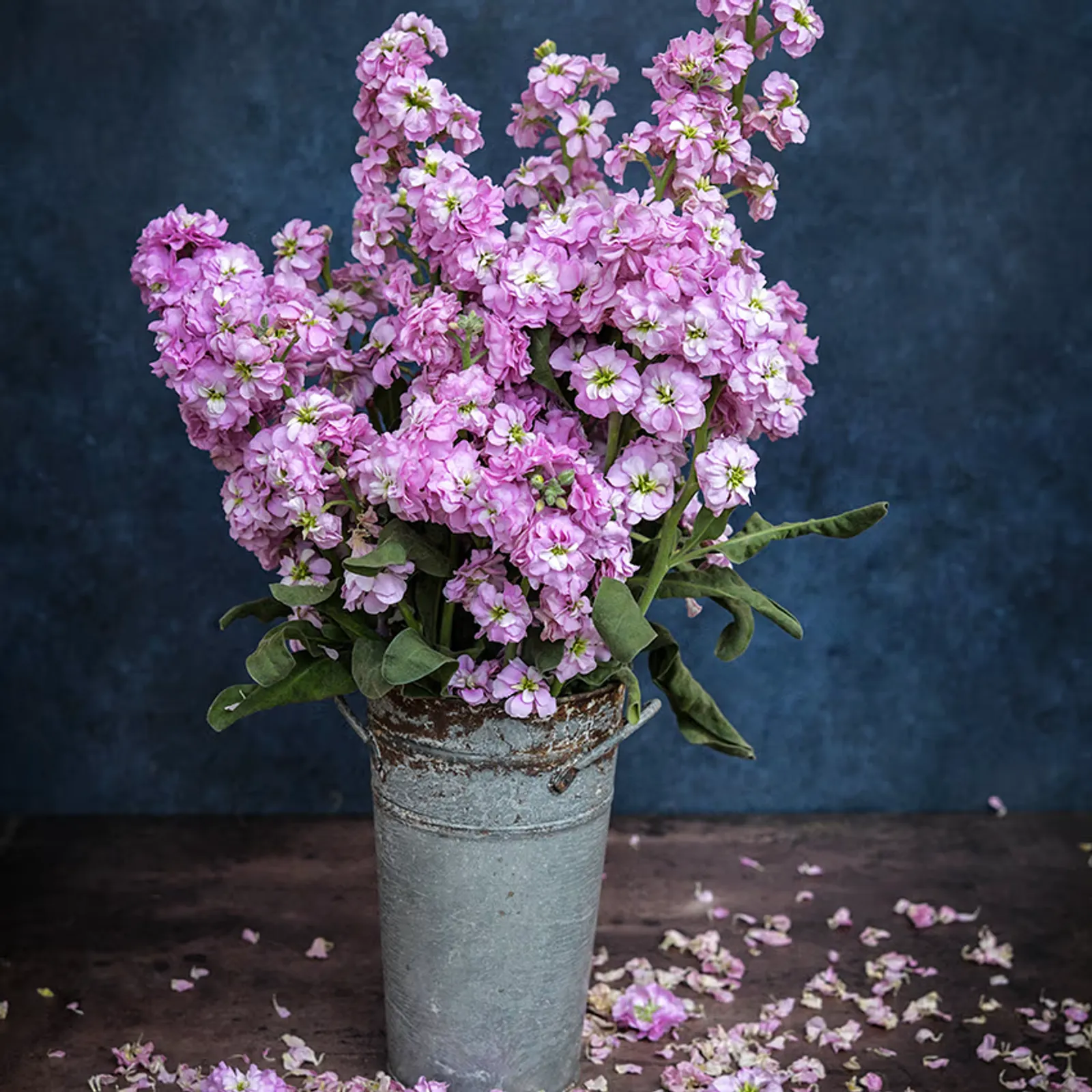 Chanter Alto Light Pink Stock