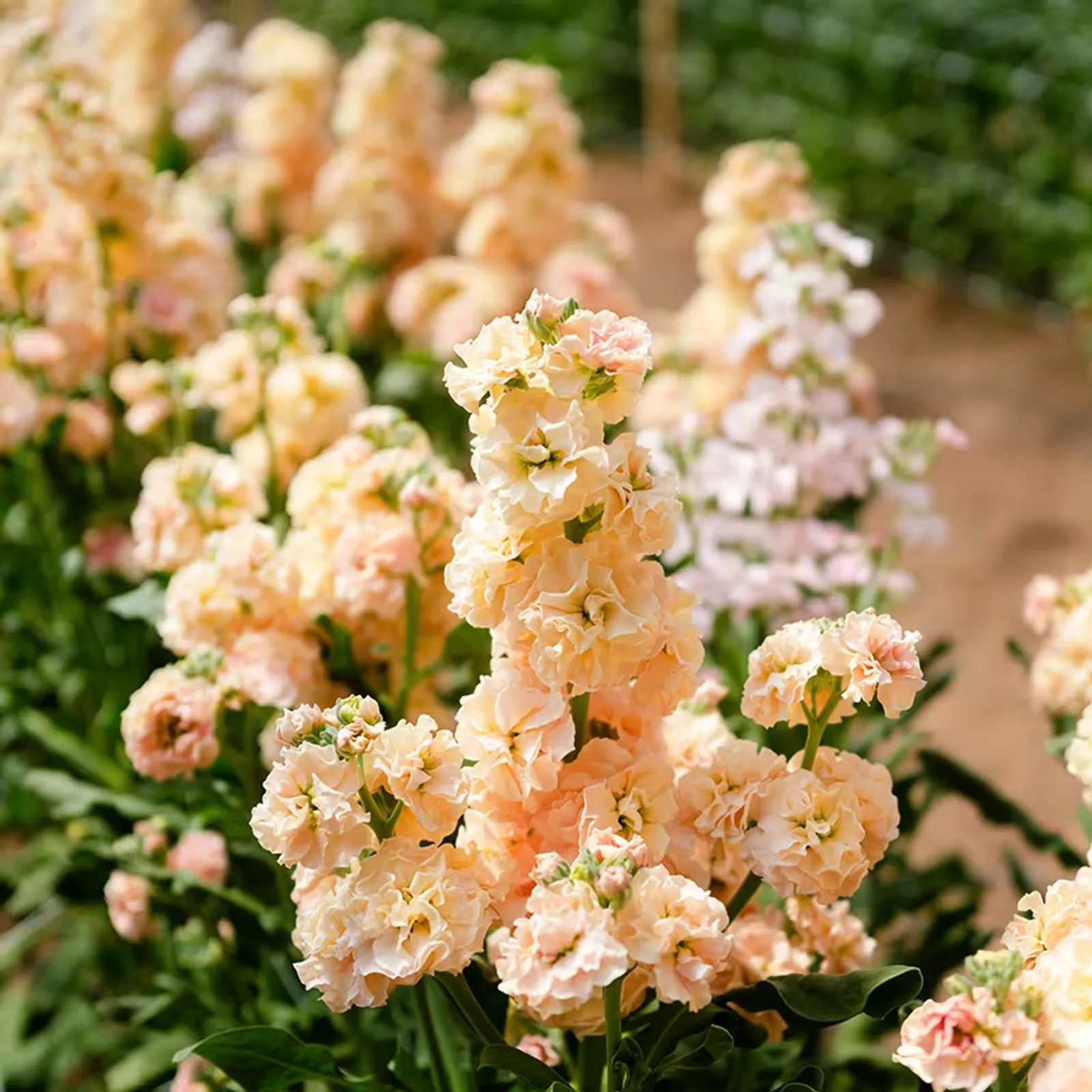 Chanter Cedo Apricot Stock
