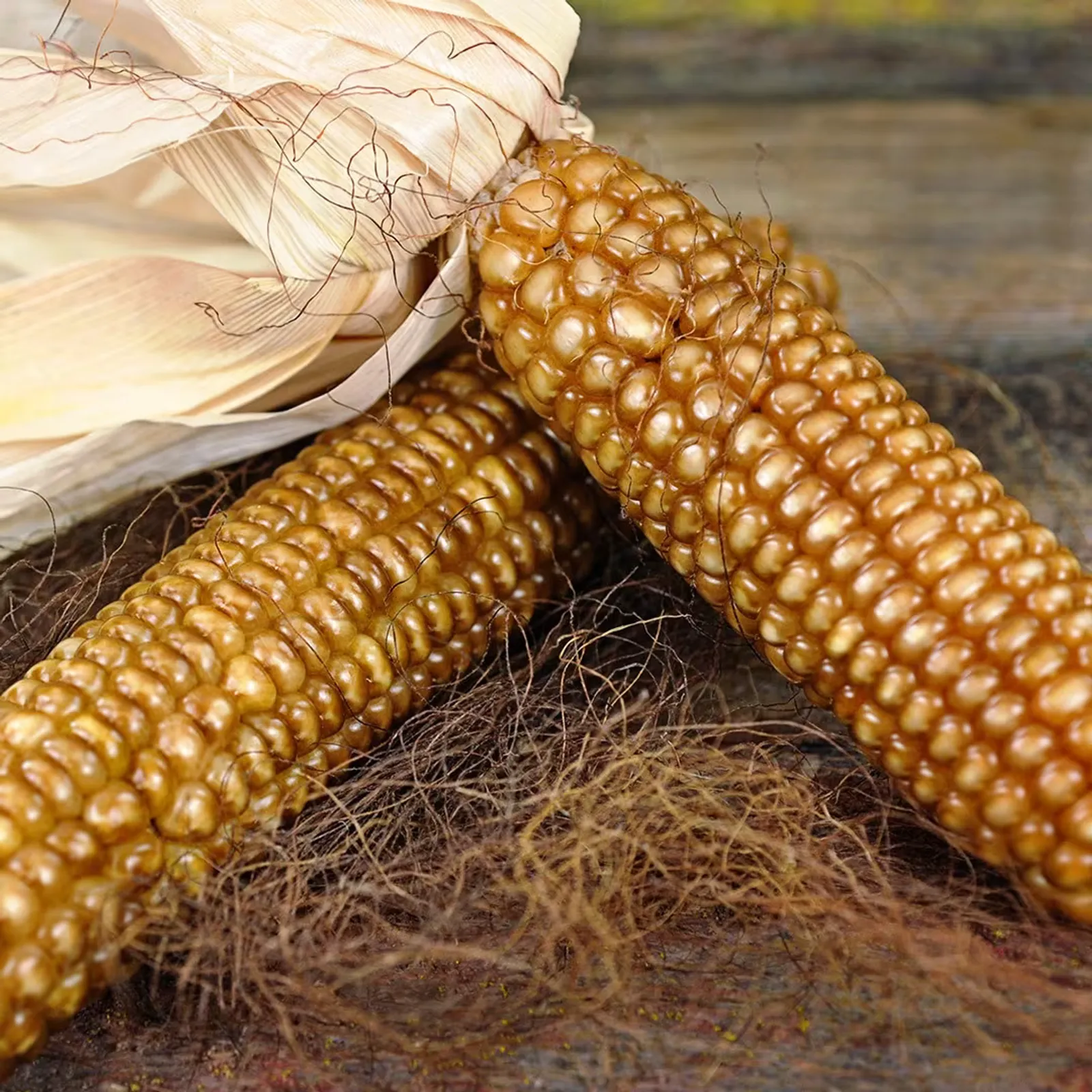 Chapalote Corn