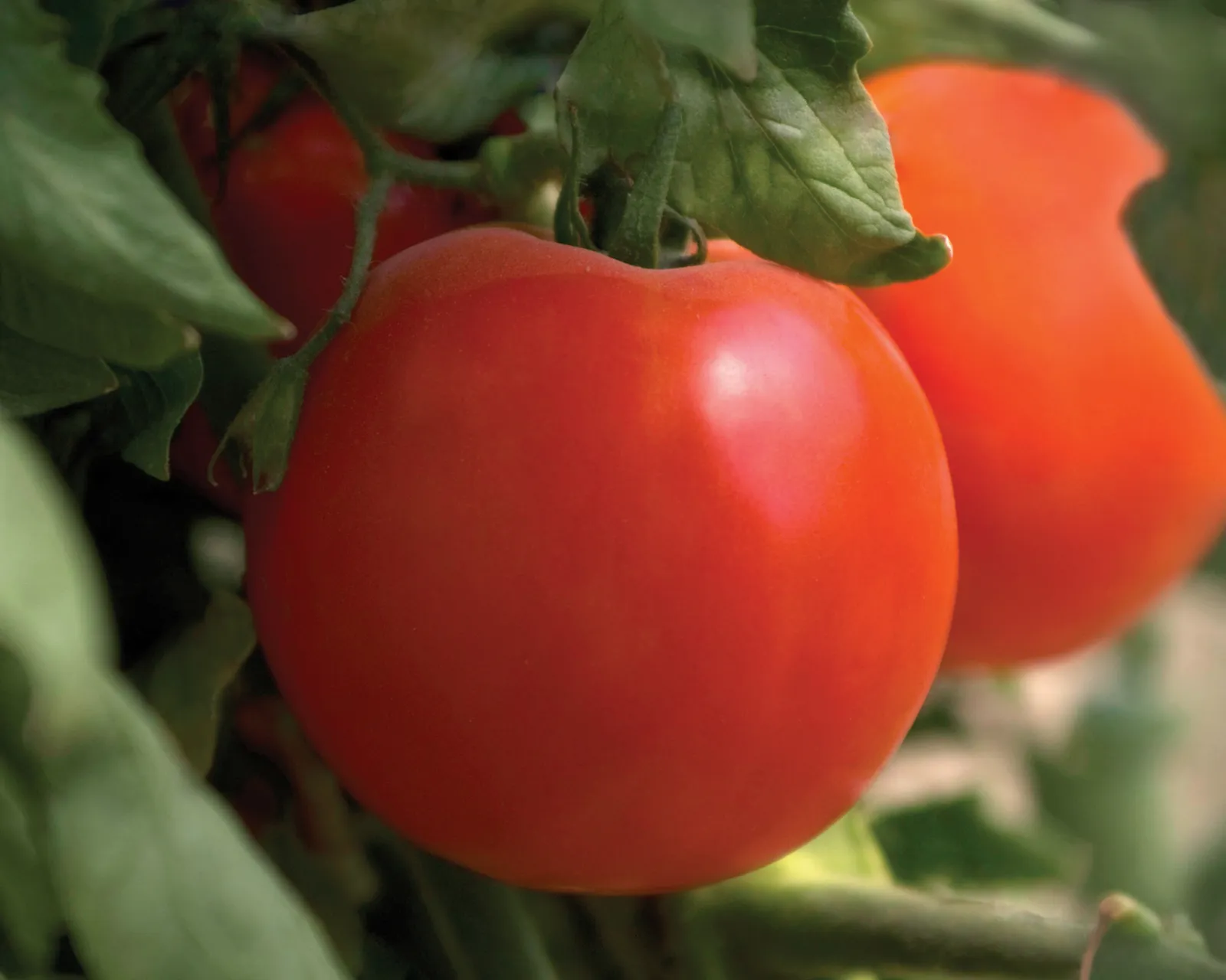 Charger Hybrid Slicing Tomatoes
